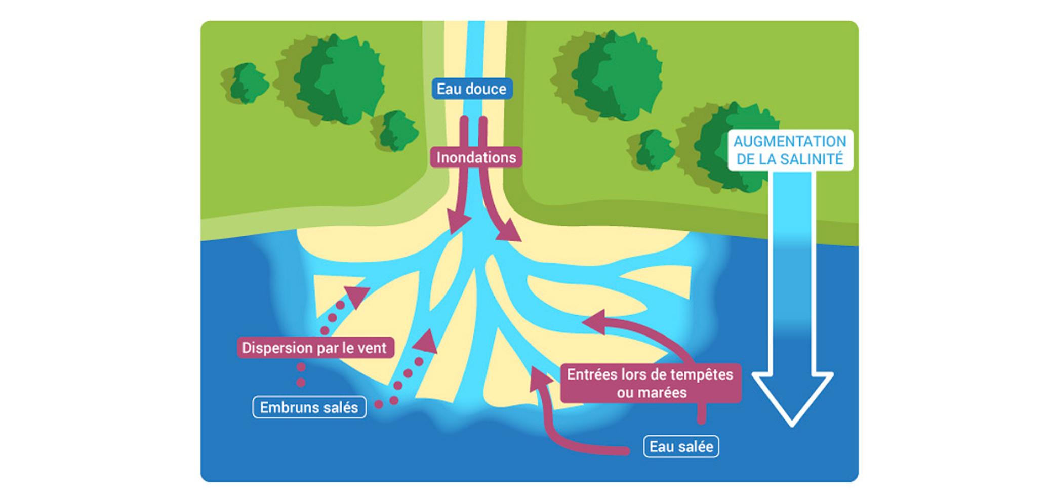 Des fluctuations de salinité dans la lagune