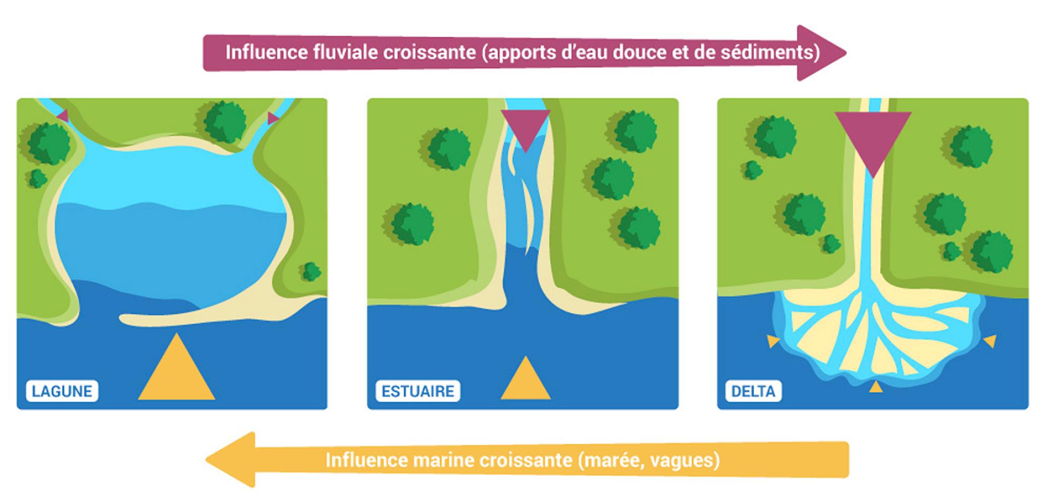 Une évolution naturelle des milieux de transition