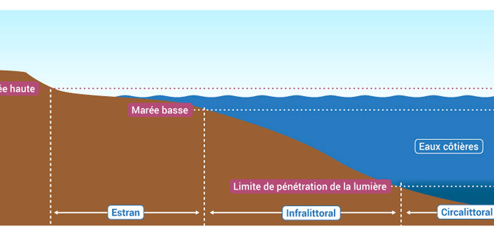 Les zones d'habitats des eaux côtières