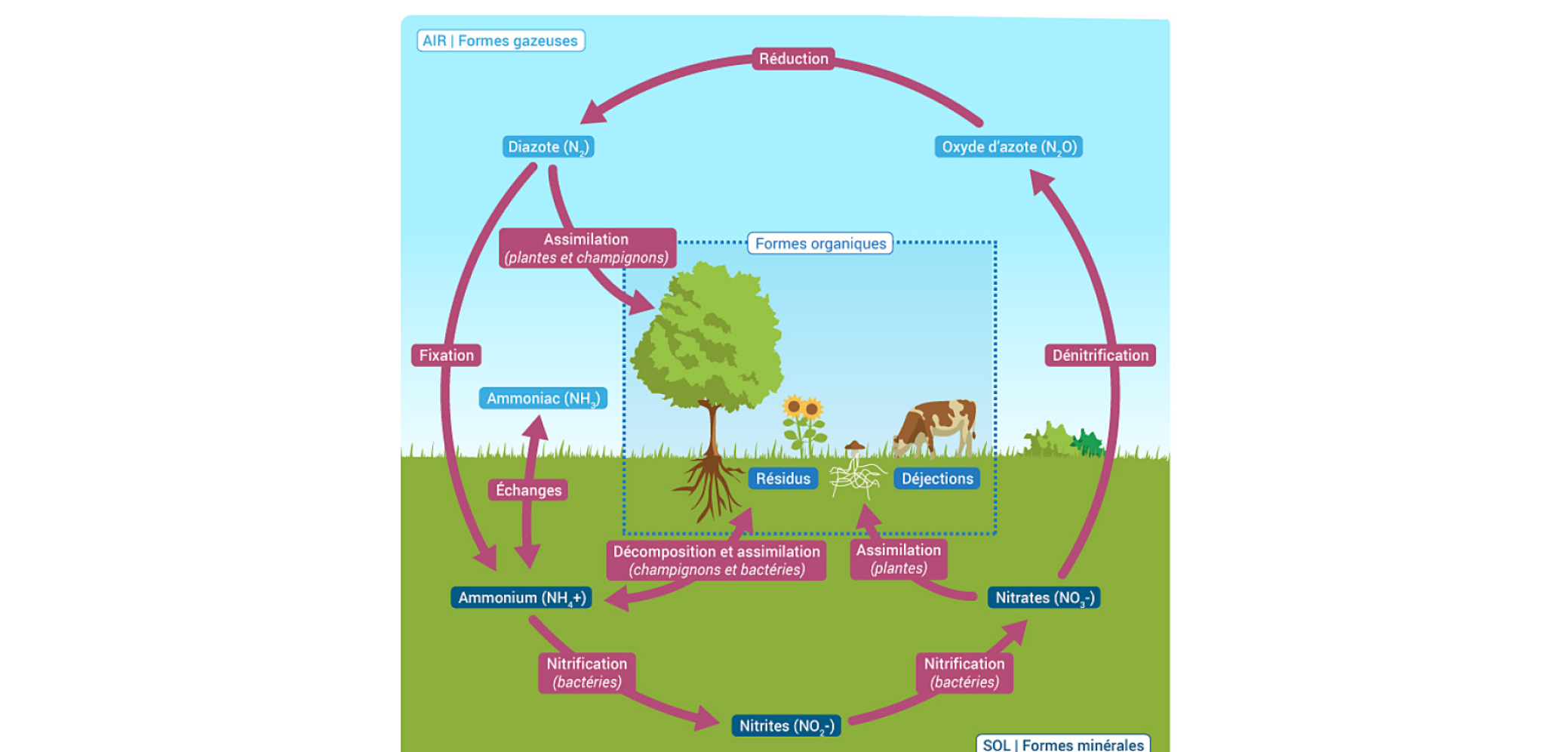 Le cycle de l'azote Le cycle de l'azote