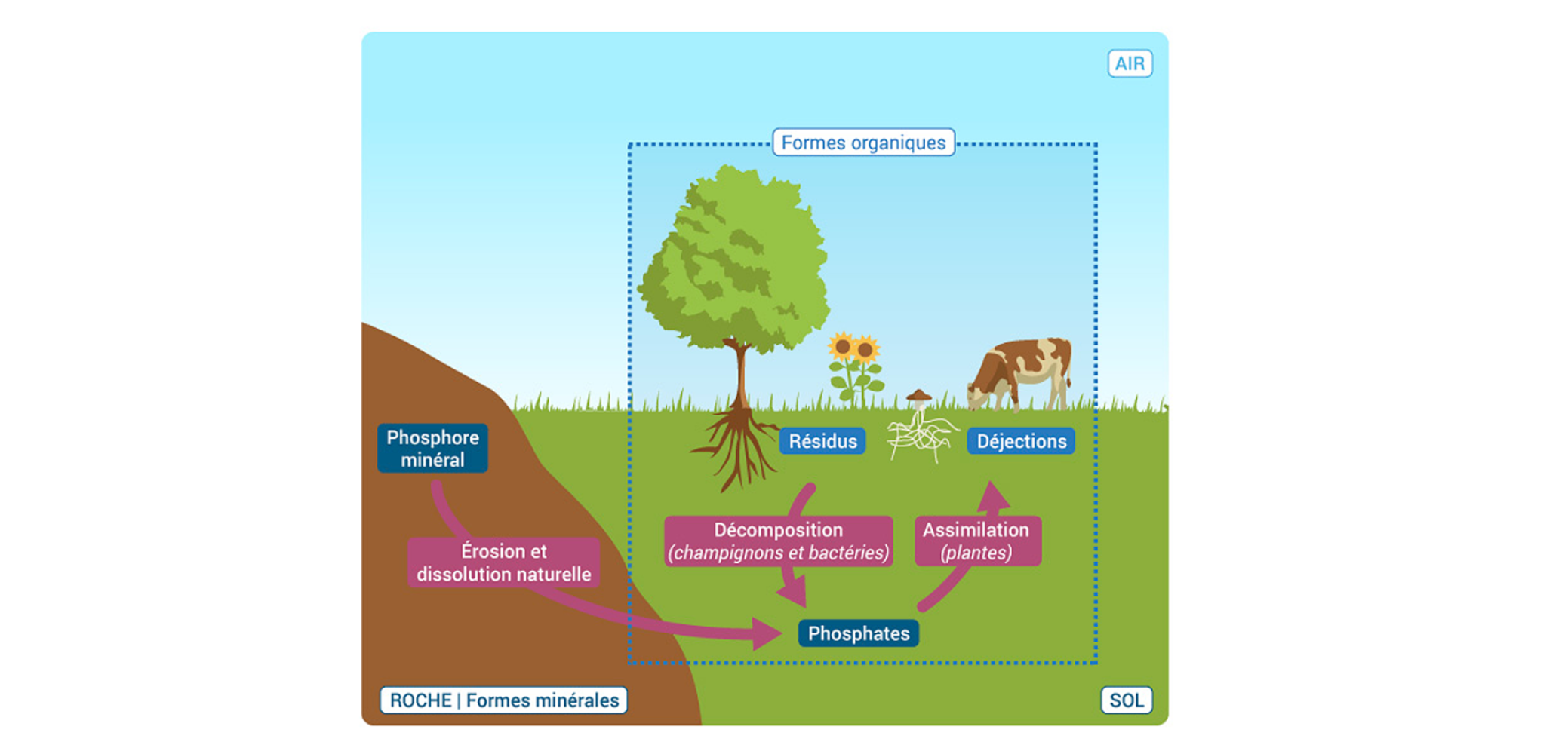 Le cycle du phosphore Le cycle du phosphore