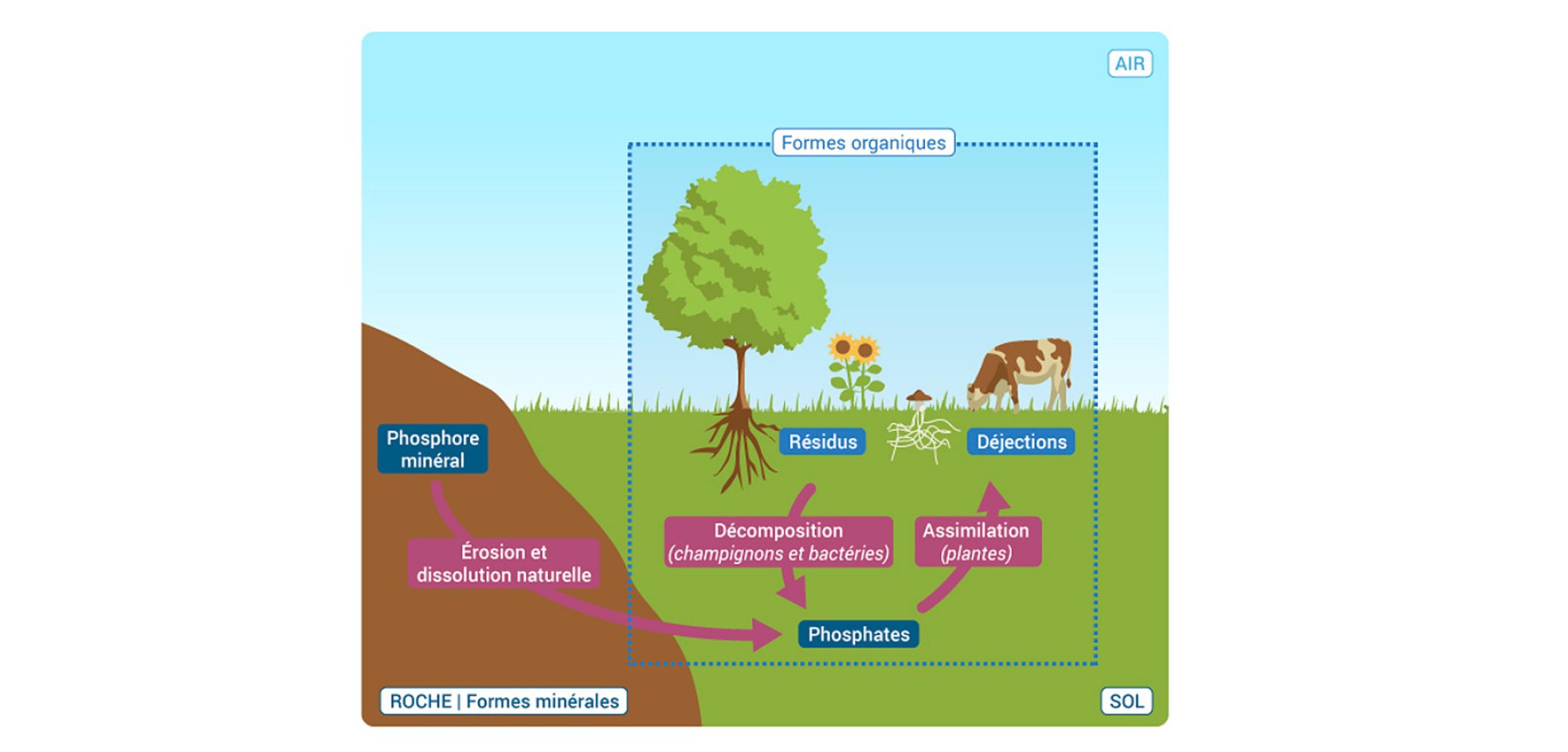 Le cycle du phosphore