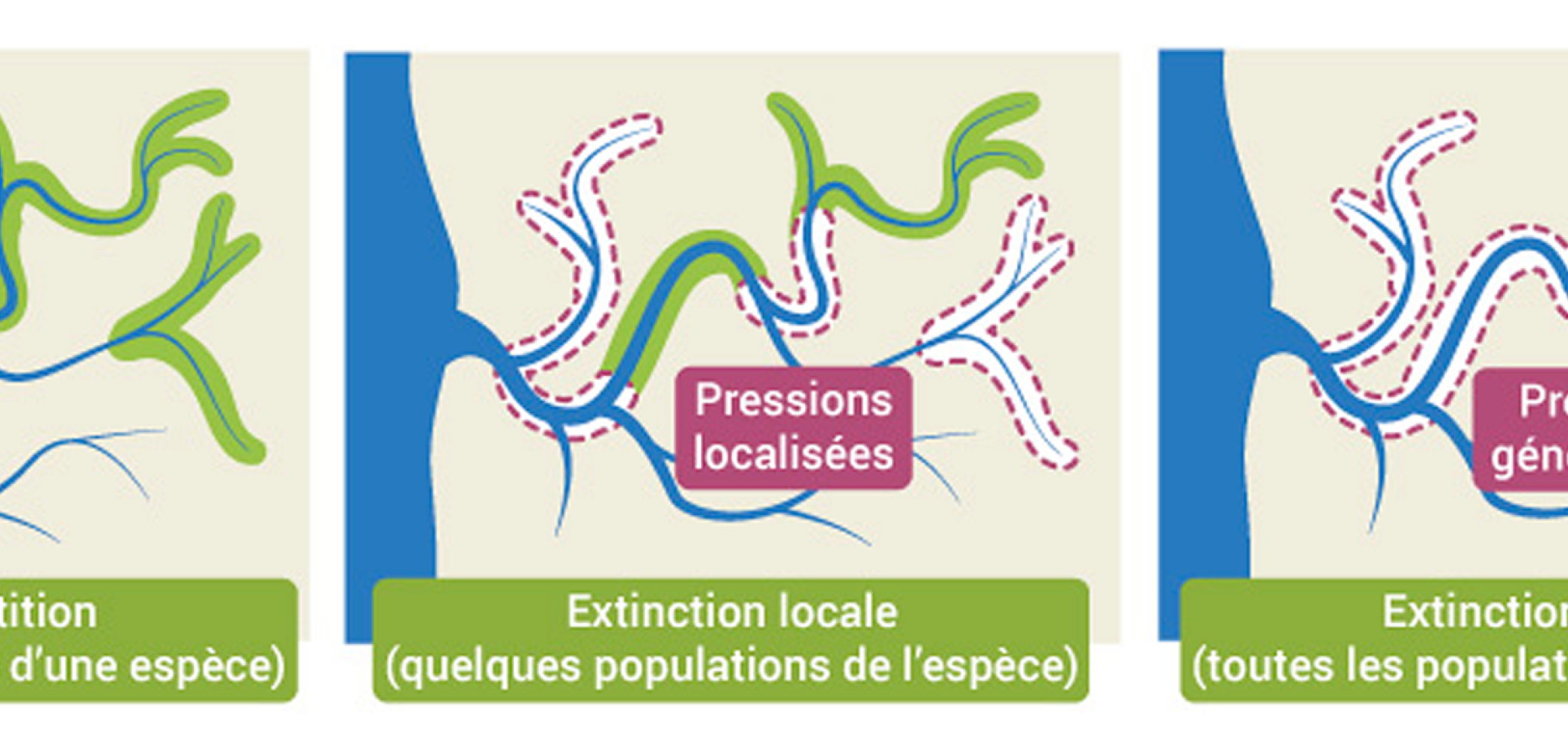 L'extinction d'une espèce L'extinction d'une espèce