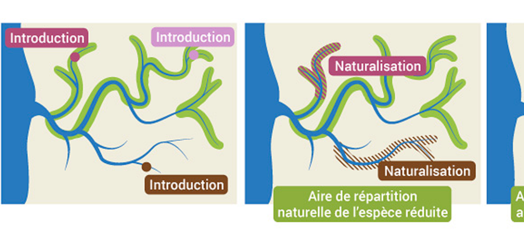 L'introduction d'espèces exotiques envahissantes L'introduction d'espèces exotiques envahissantes