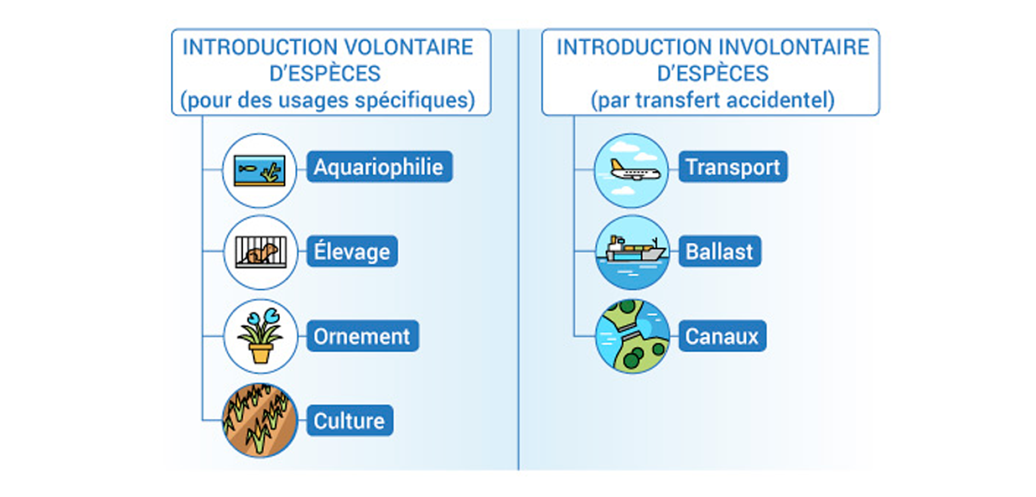 Les modes d’introduction d’espèces exotiques envahissantes Les modes d’introduction d’espèces exotiques envahissantes