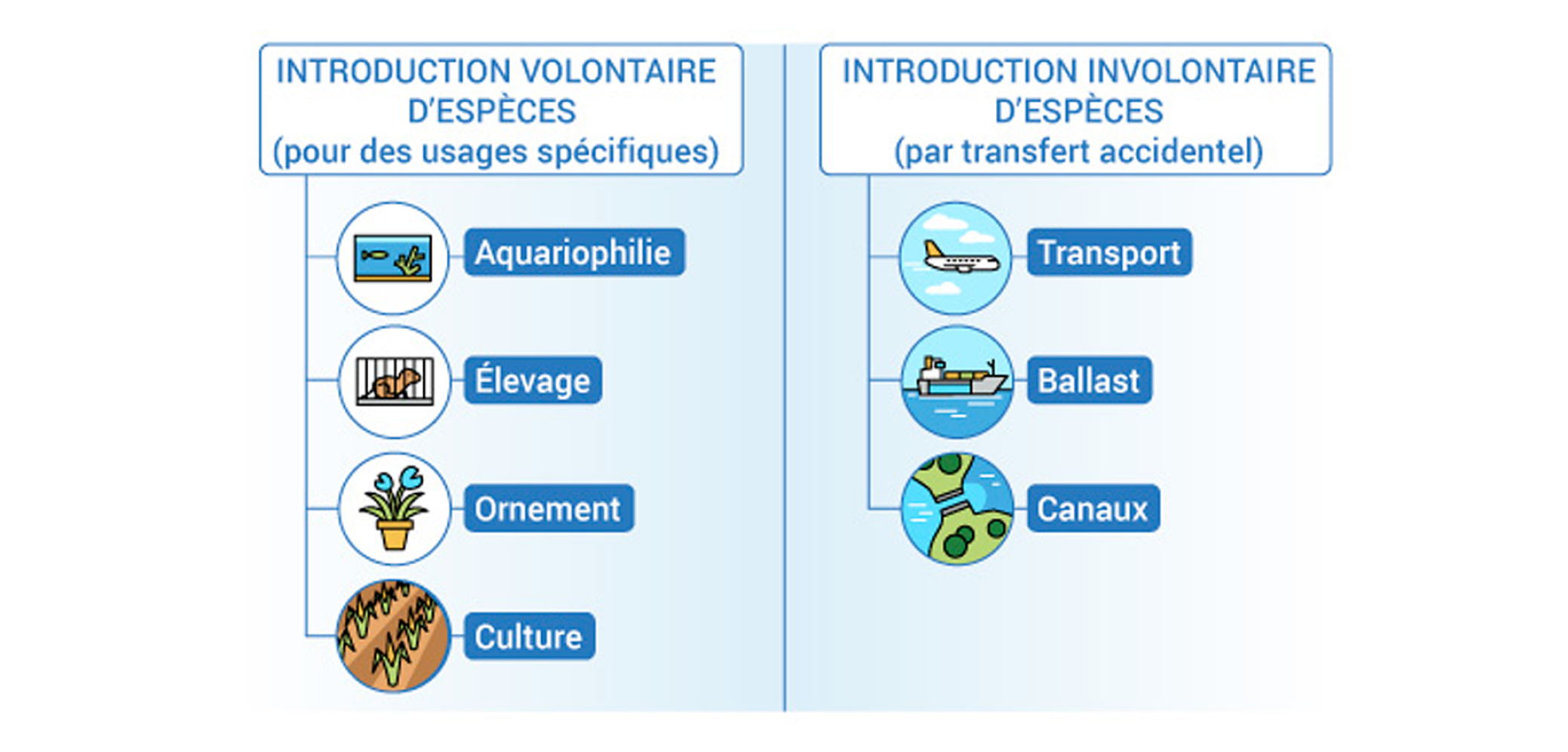 Les modes d’introduction d’espèces exotiques envahissantes