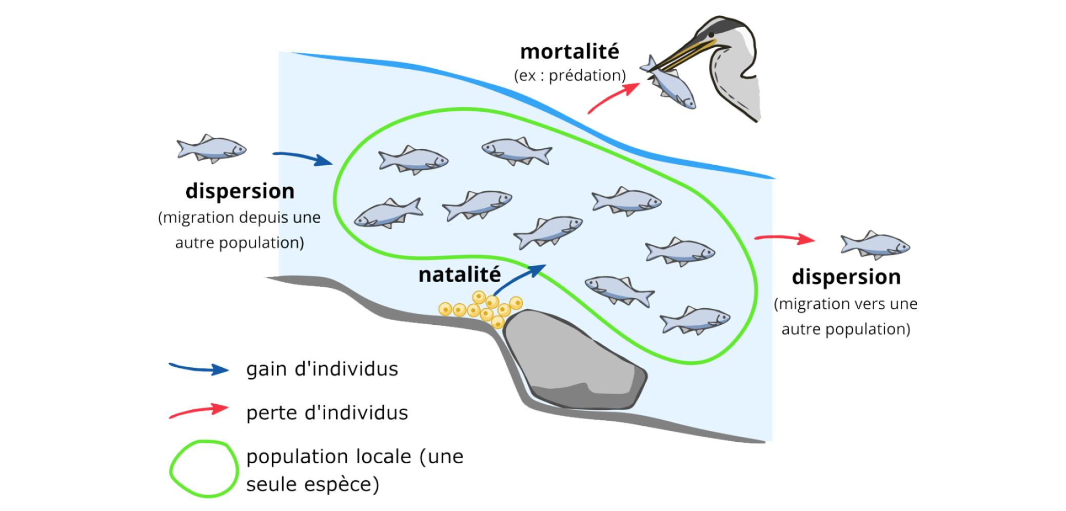 La dynamique des populations Exemple d'une population de poisson dans une rivière