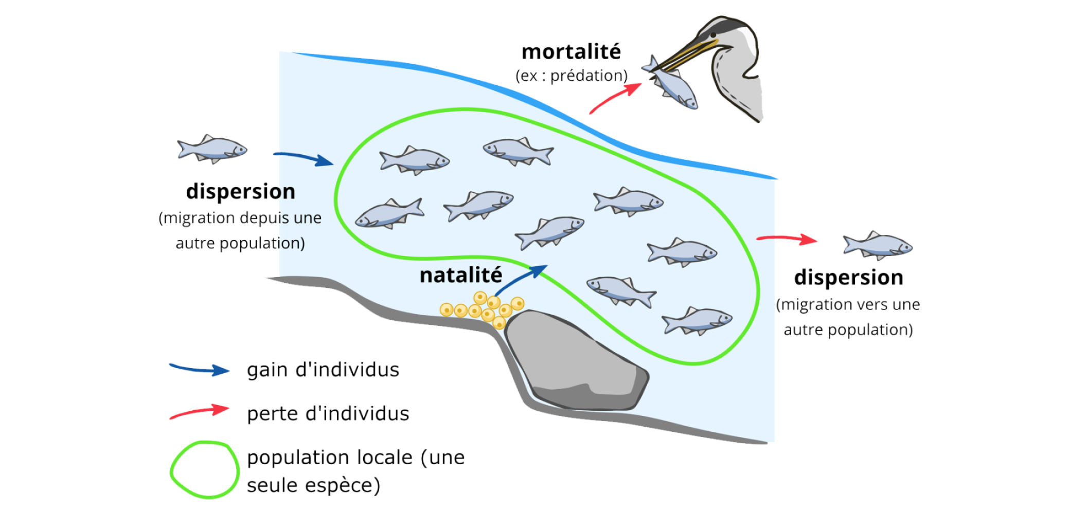 La dynamique des populations Exemple d'une population de poisson dans une rivière La dynamique des populations Exemple d'une population de poisson dans une rivière