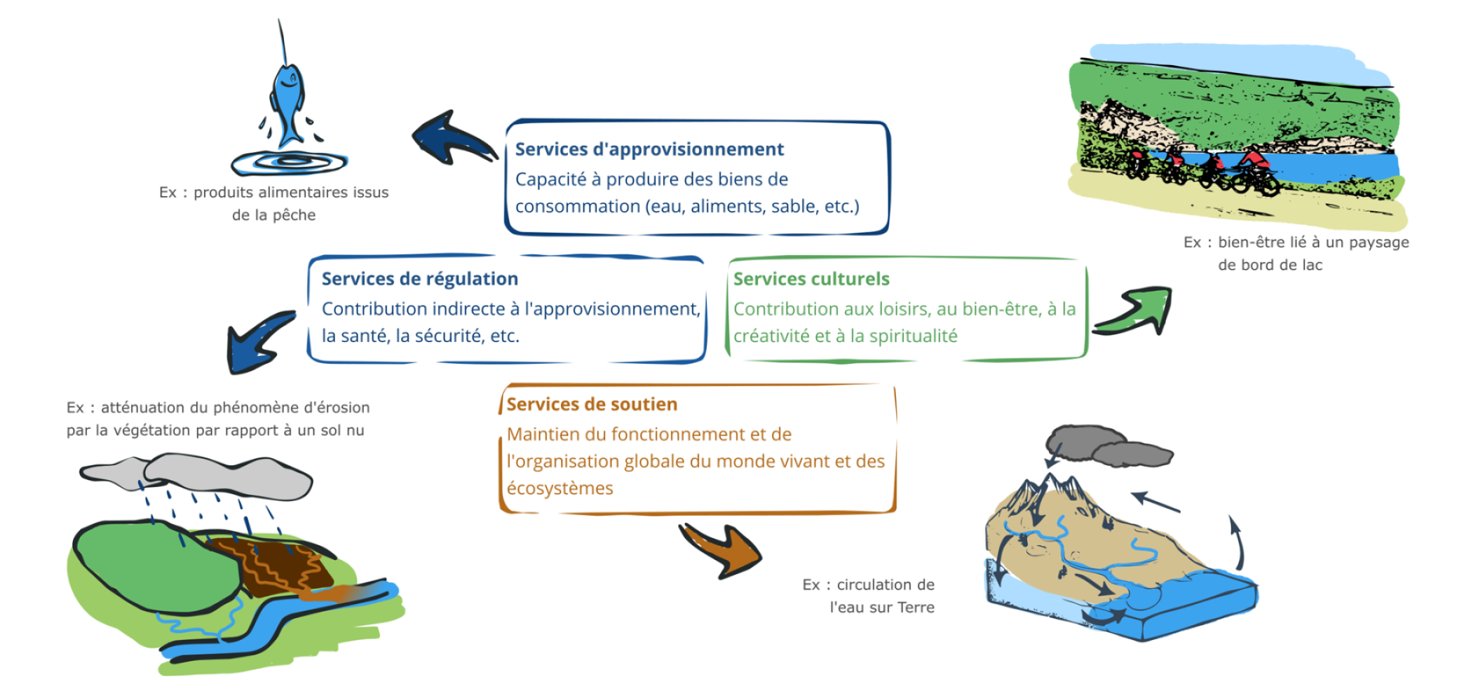 Les services écologiques ou écosystémiques : bénéfices issus de la biodiversité et des écosystèmes Les services écologiques ou écosystémiques : bénéfices issus de la biodiversité et des écosystèmes