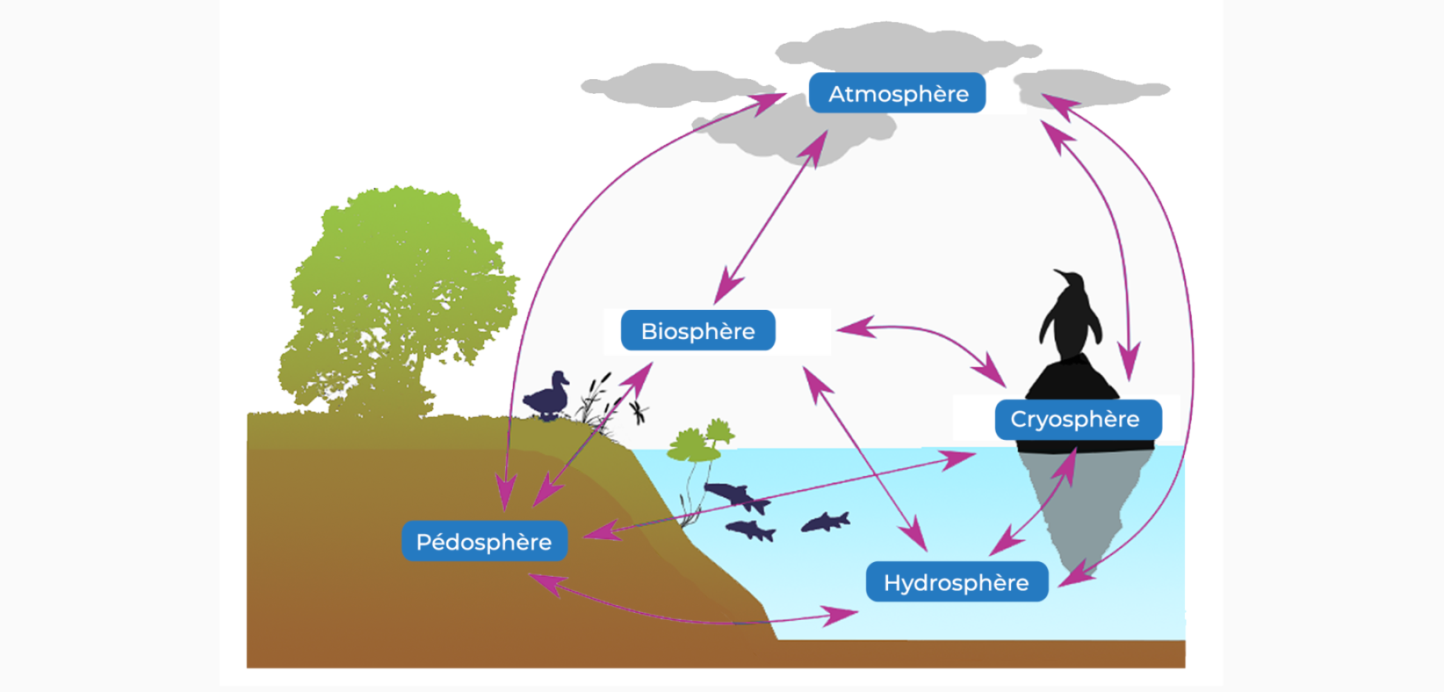 Les compartiments terrestres : atmosphère, pédosphère, hydrosphère, cryosphère et biosphère Les compartiments terrestres : atmosphère, pédosphère, hydrosphère, cryosphère et biosphère