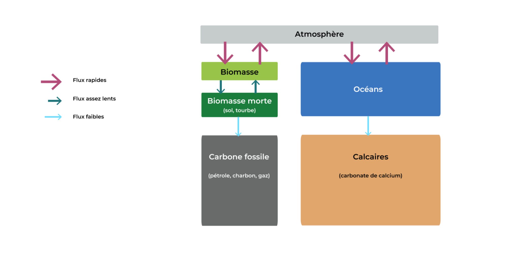 Schéma simplifié du cycle du carbone montrant les flux entre les stocks biologiques et géologiques de carbone
