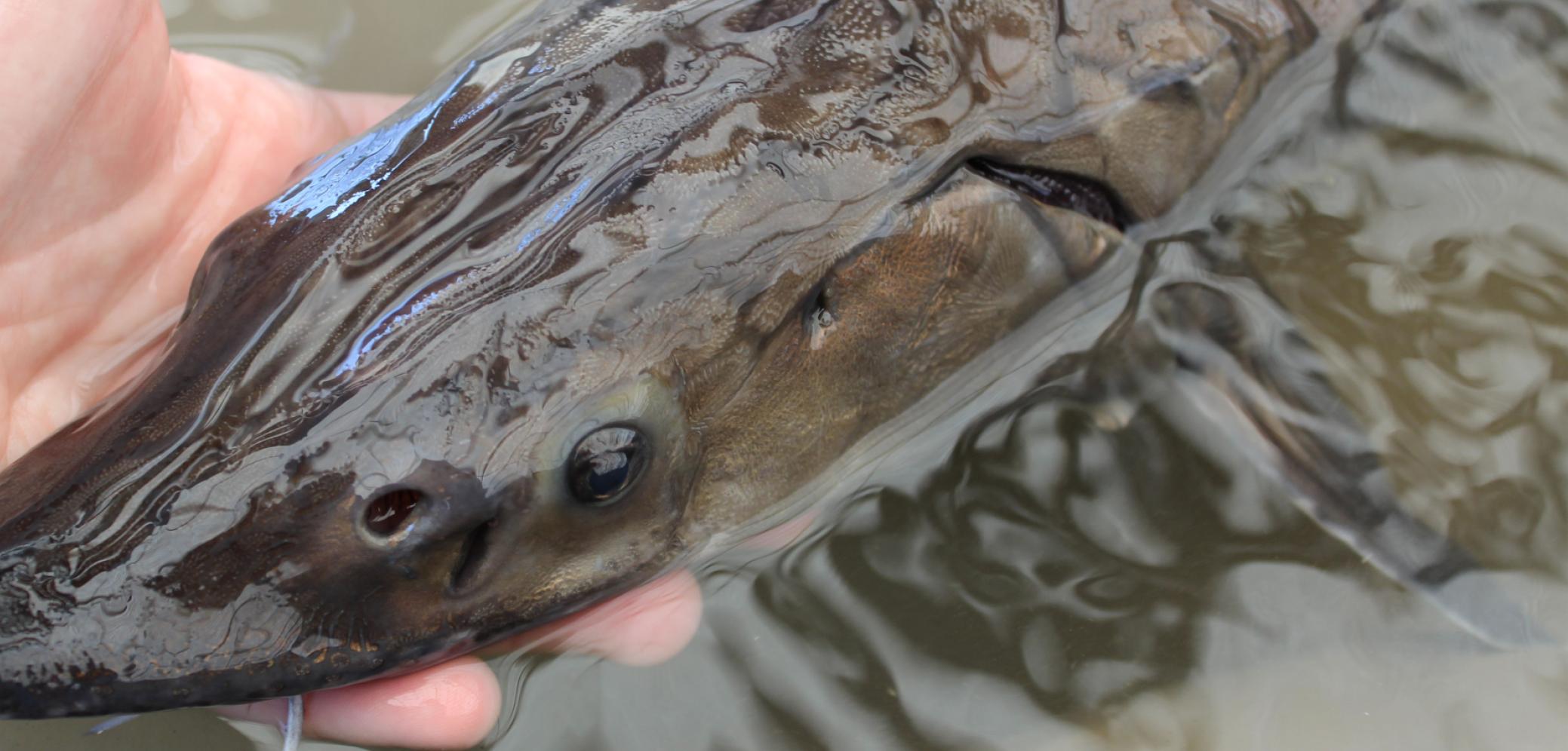 esturgeon européen poisson amphihalin 