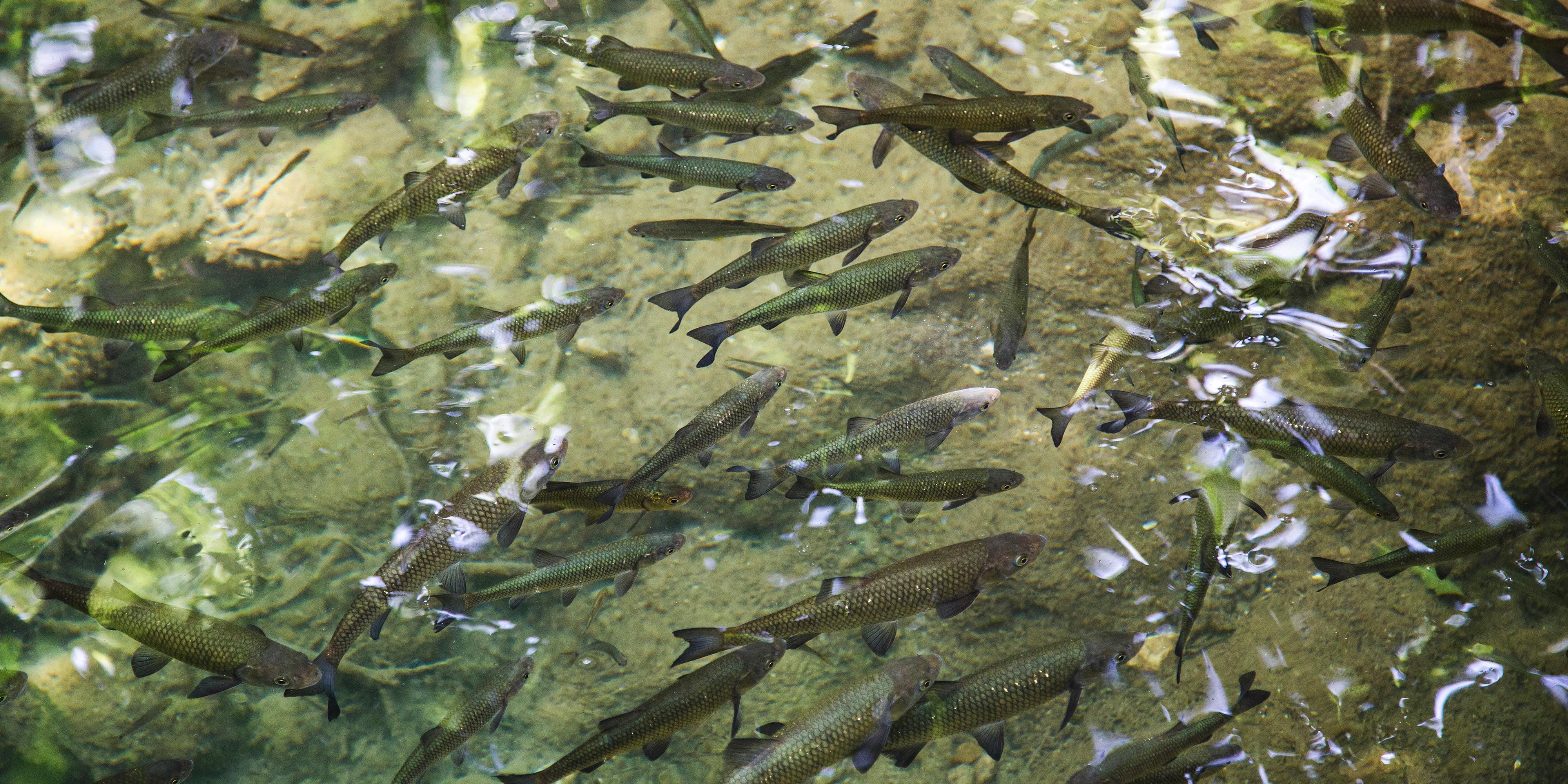 Poissons d'eau douce Poissons d'eau douce
