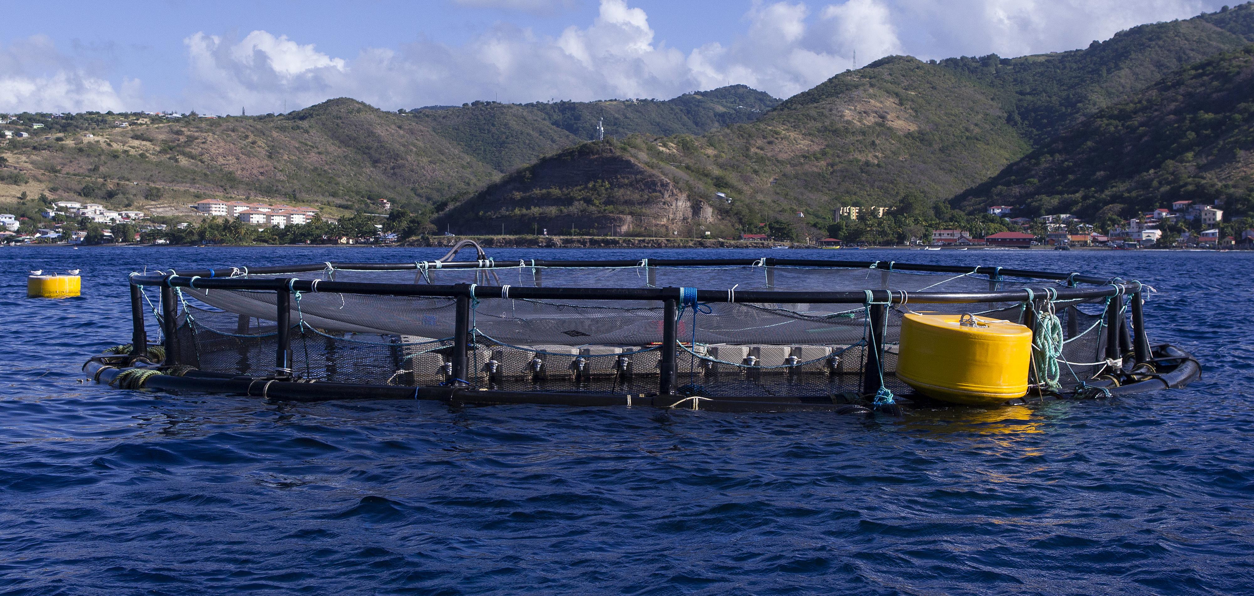 Ferme aquacole en Martinique
