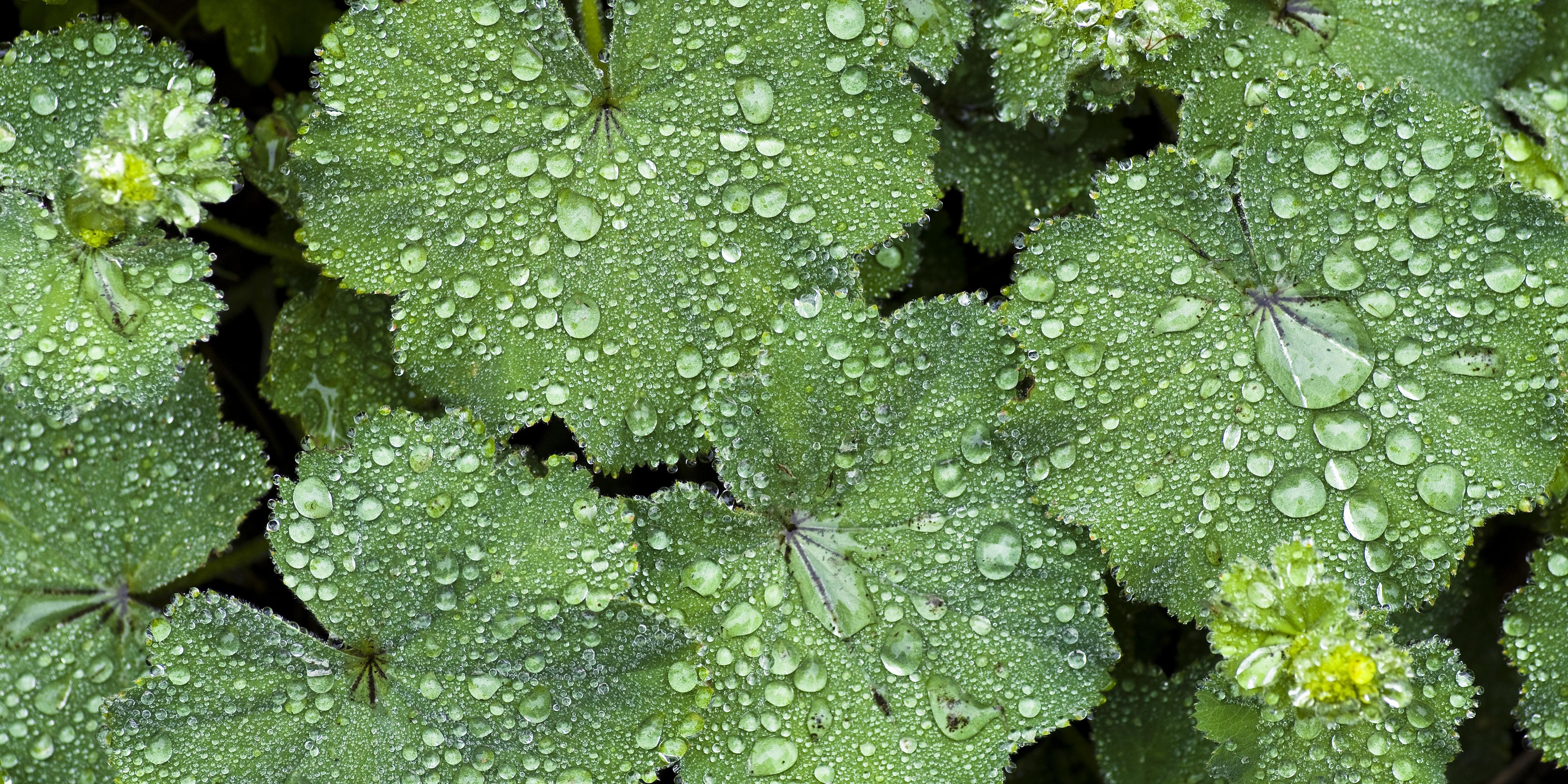 Gouttes de pluie sur des feuilles Gouttes de pluie sur des feuilles