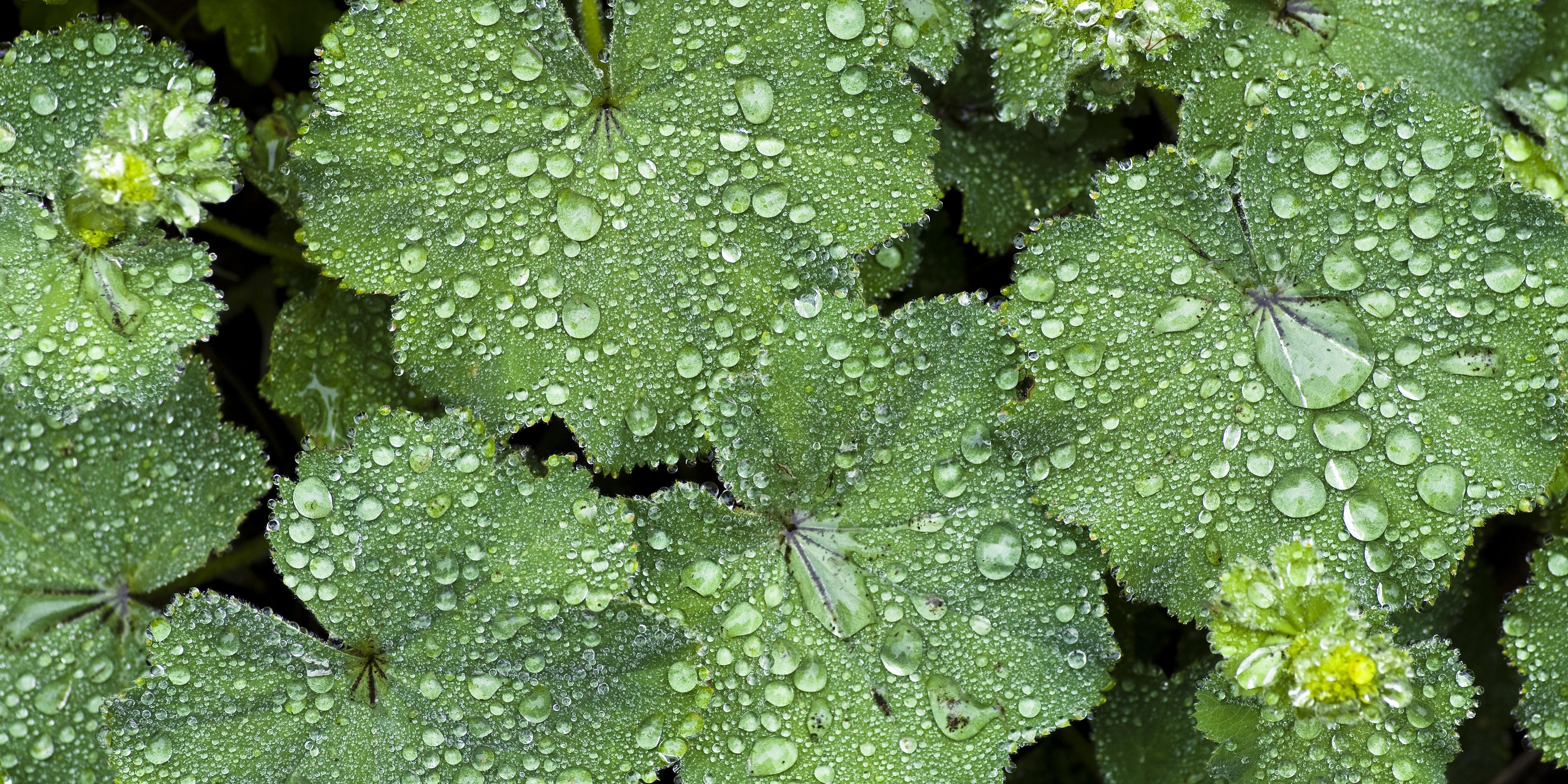 Gouttes de pluie sur des feuilles