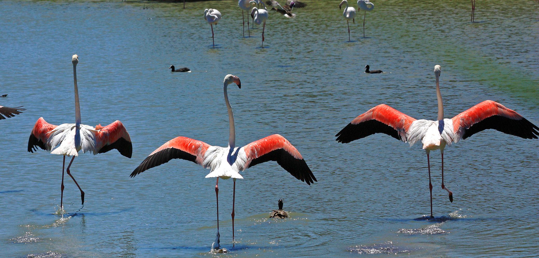 Flamants roses en Camargue