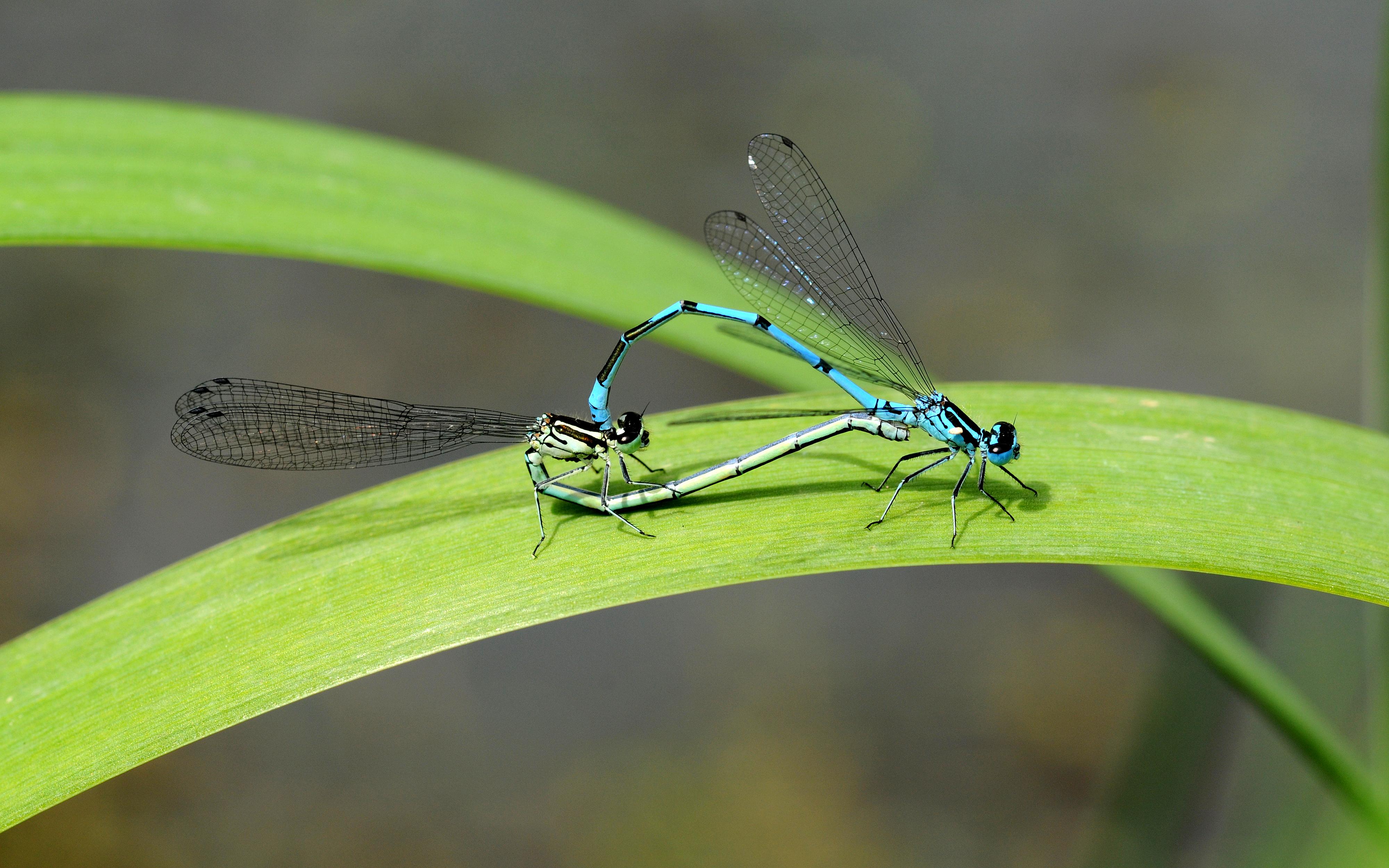 Copulation de libellules Coenagrion puella Copulation de libellules Coenagrion puella