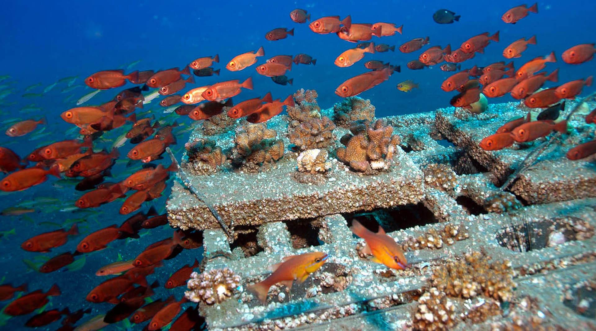 Récifs artificiels : structure en béton de type « Reef ball » et poissons écureuils, La Réunion © Quod Jean-Pascal, Documentation Ifrecor - CC BY-NC-SA 4.0
