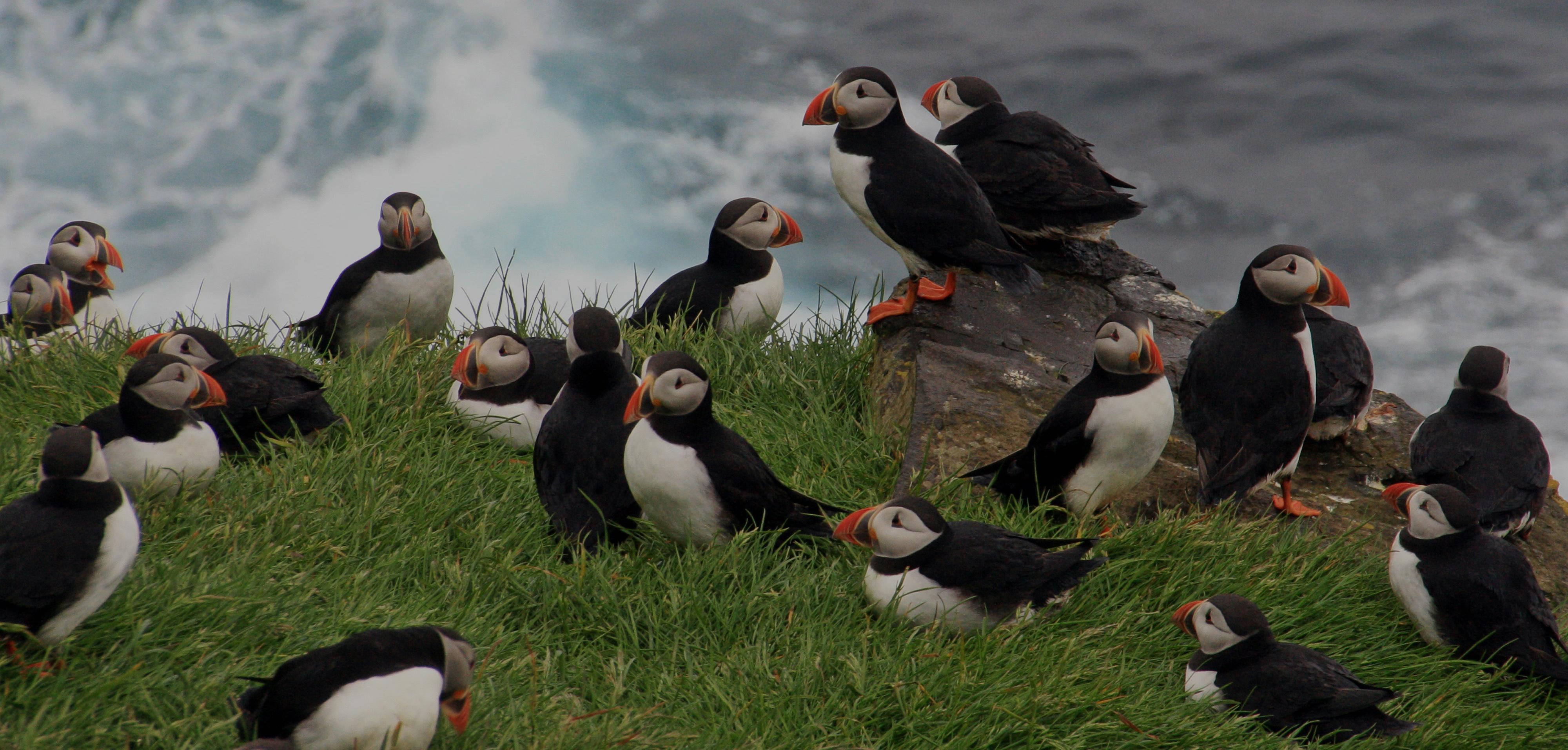 Macareux moine (Fratercula arctica)