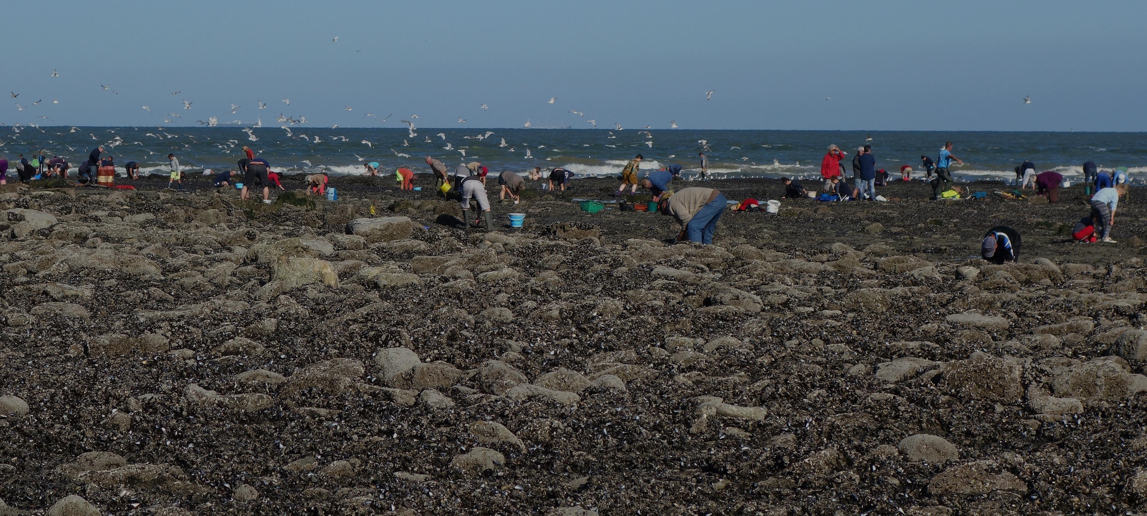 Pêcheurs à pied de moules au Portel et nuée de goélands Pêcheurs à pied de moules au Portel et nuée de goélands