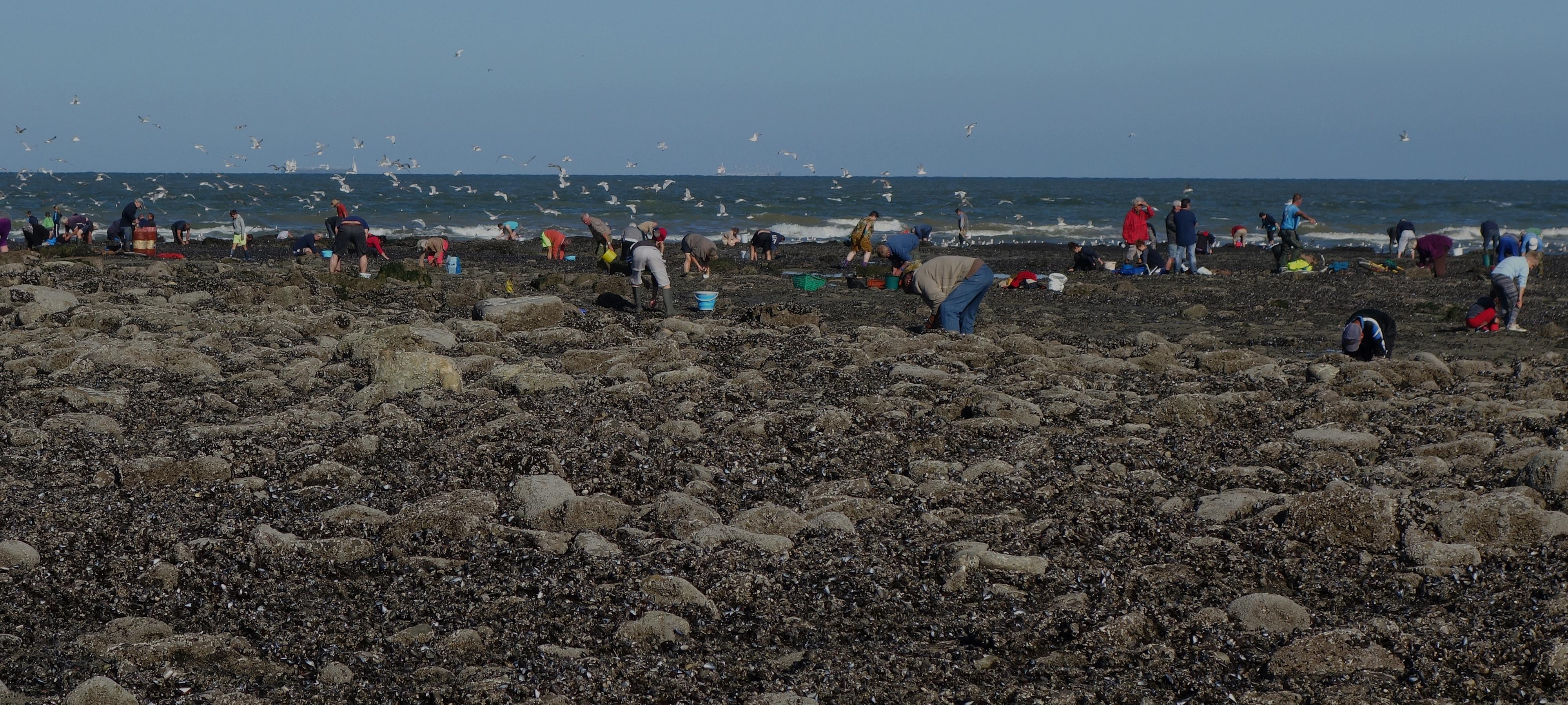 Pêcheurs à pied de moules au Portel et nuée de goélands