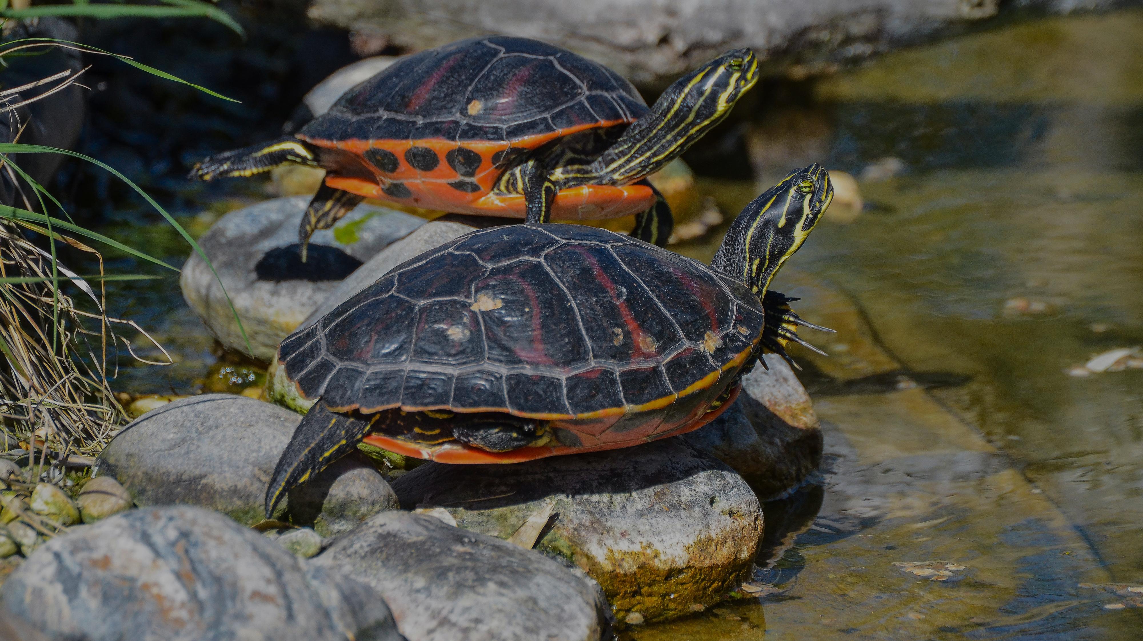 Tortue de Floride (Pseudemys nelson)