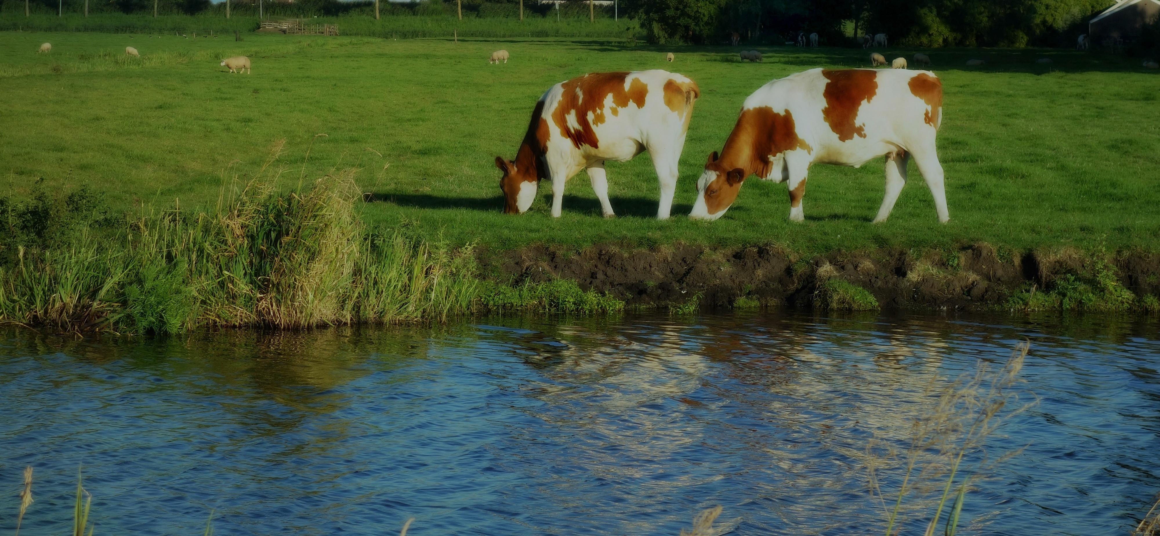 Vaches broutant près d'un cours d'eau