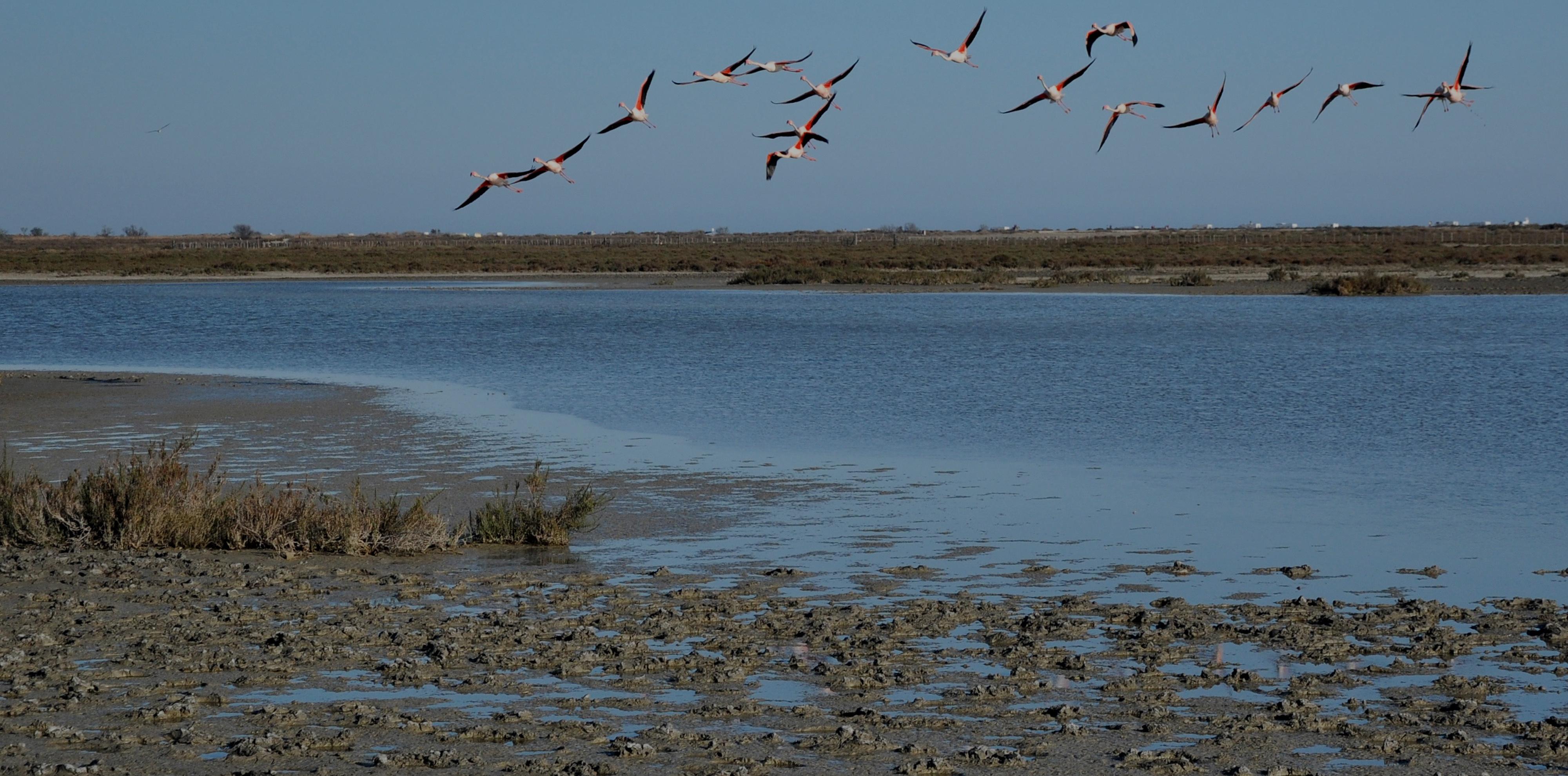 Vol de flamants roses en Camargue