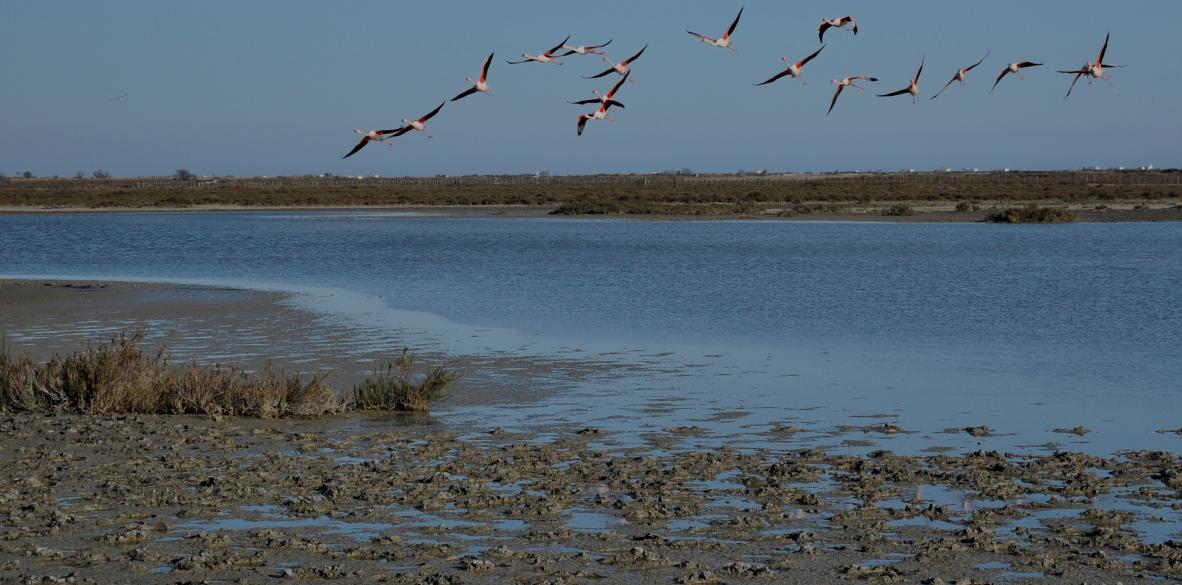 Vol de flamants roses en Camargue
