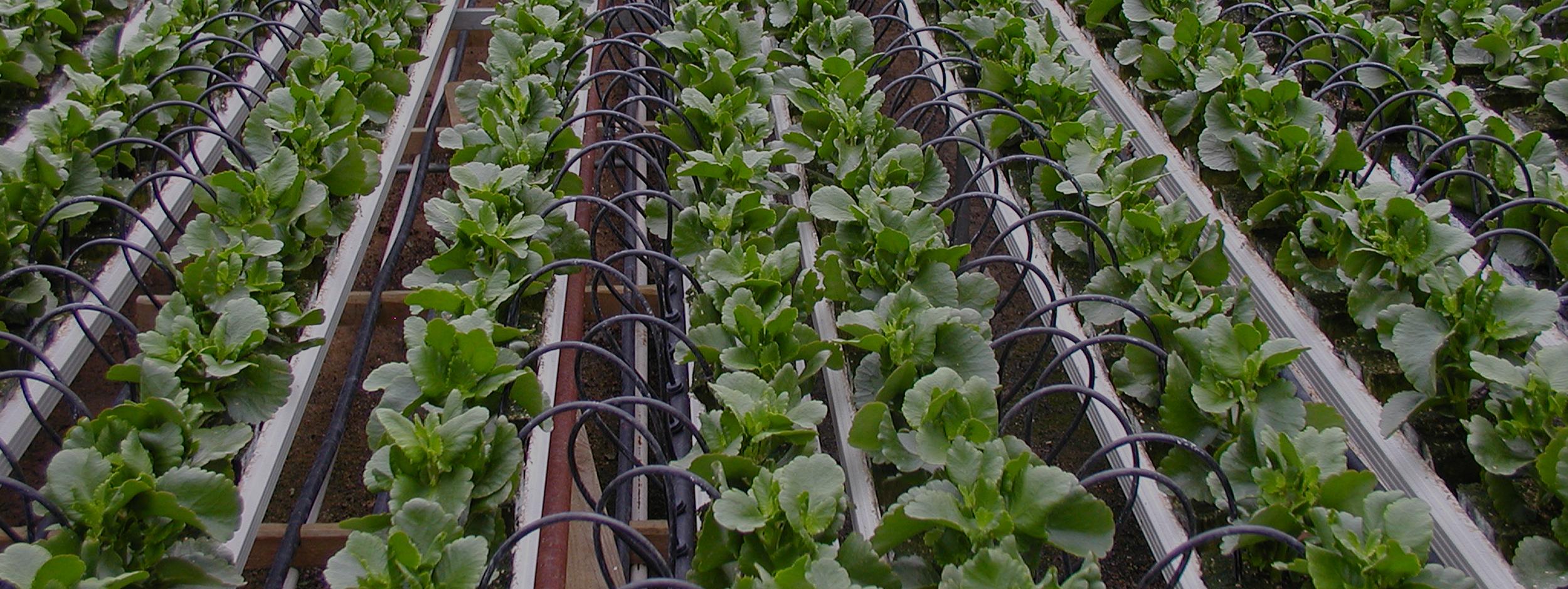 Irrigation par tuyaux de goutte-à-goutte