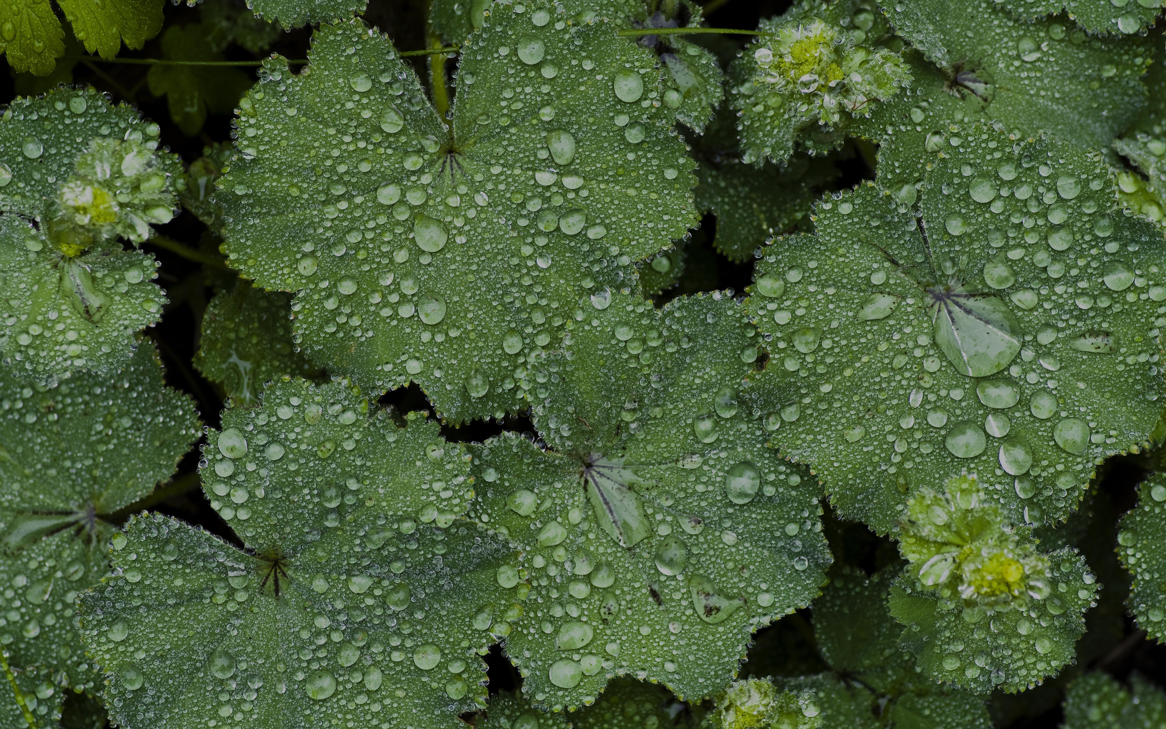 Gouttes de pluie sur des feuilles