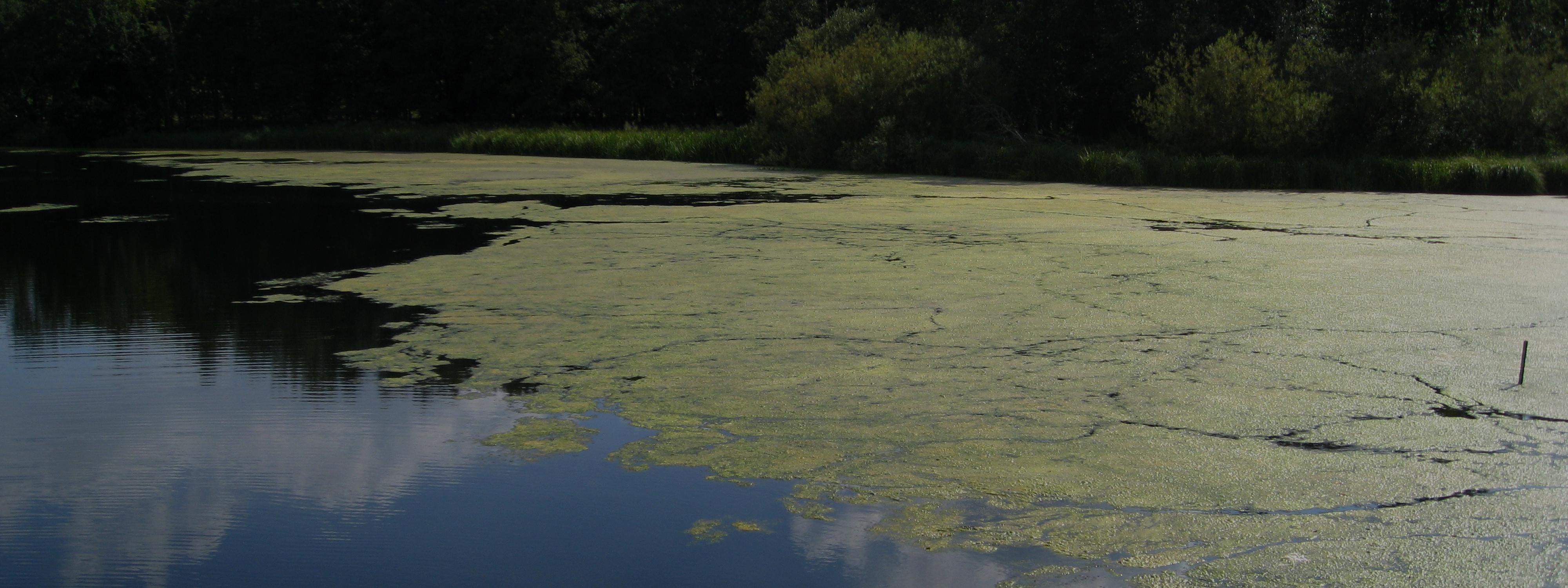 Eutrophisation d'un lac  par des algues, Allemagne