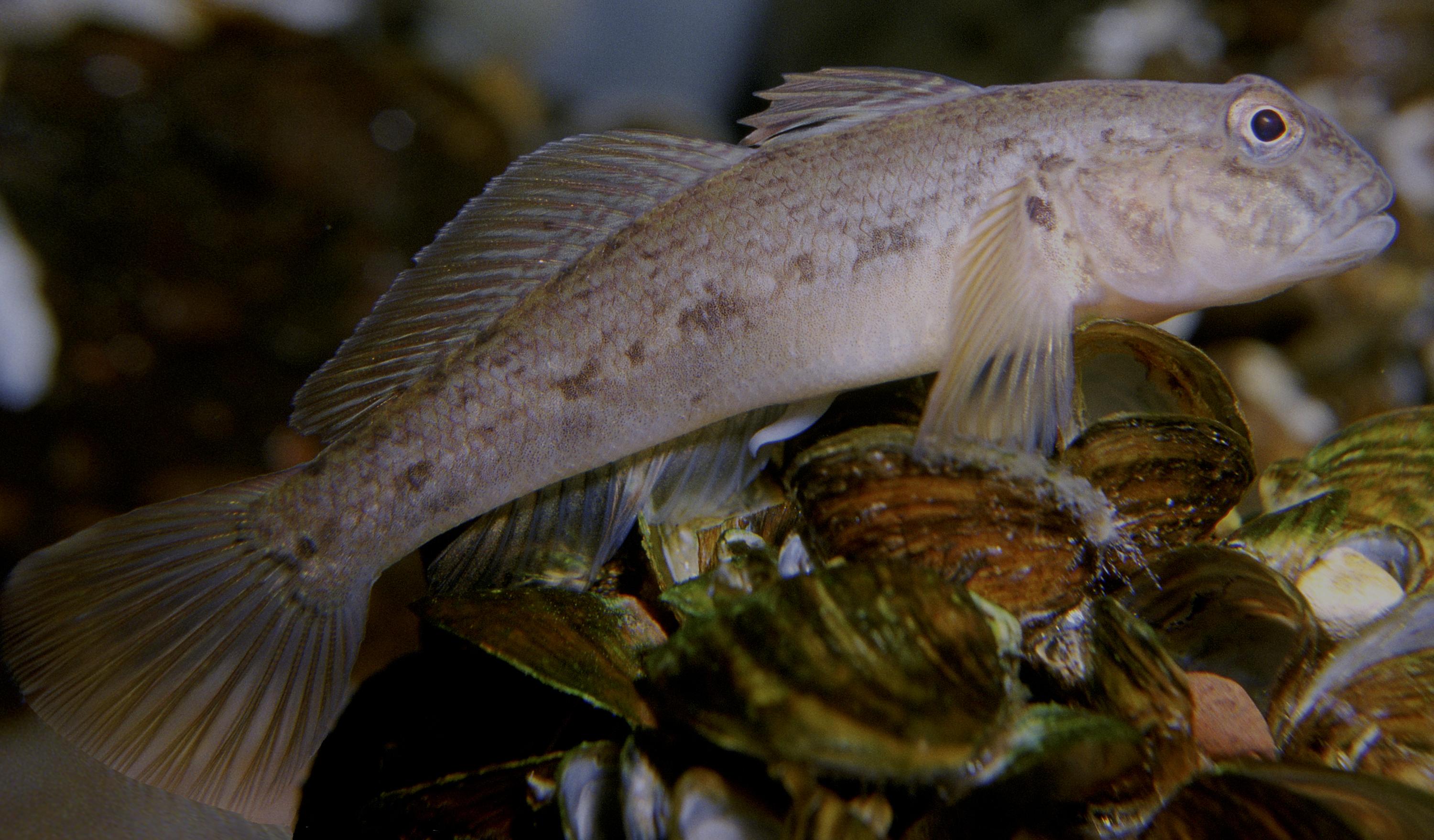 Gobie à tâche noire (Neogobius melanostomus) Gobie à tâche noire (Neogobius melanostomus)