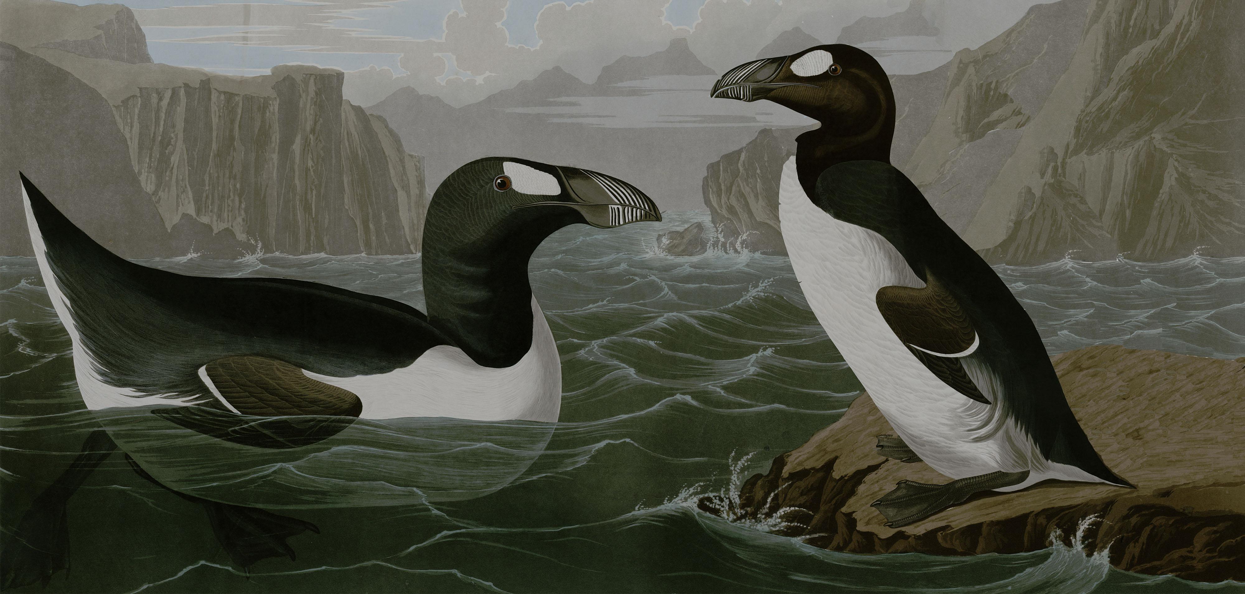 Grand pingouin (Pinguinus impennus), espèce disparue
