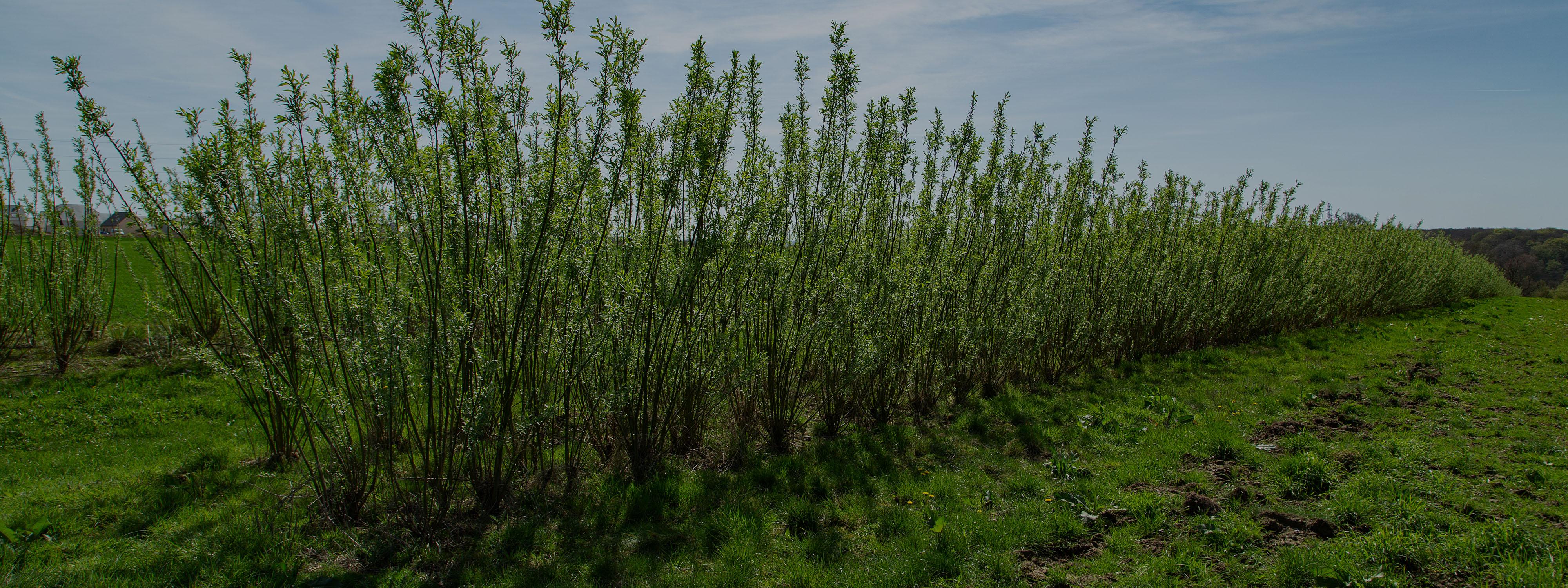 Culture de saules en bandes ligno-cellulosiques