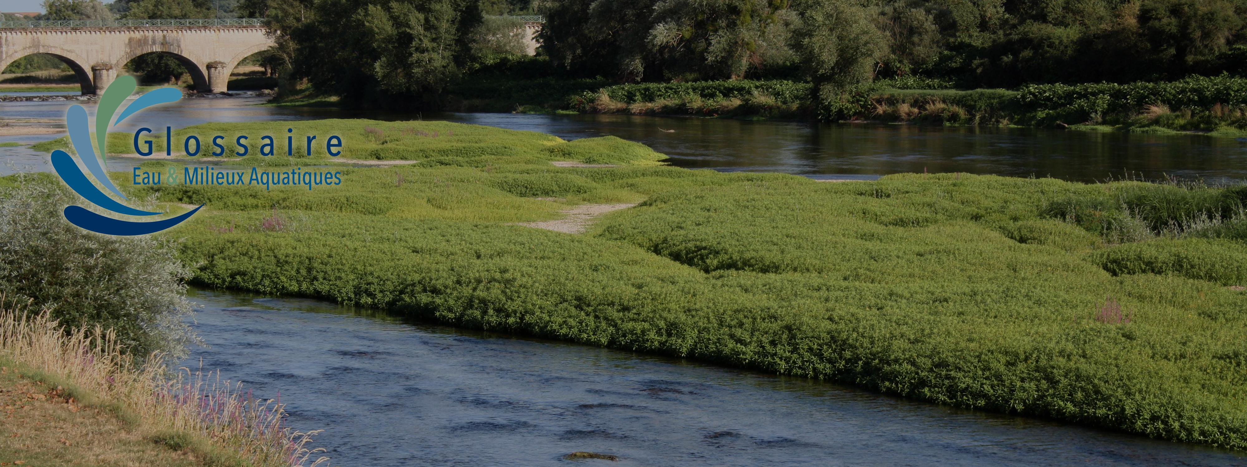 Atterrissement colonisé par la végétation sur la Loire à Digoin, OIEau