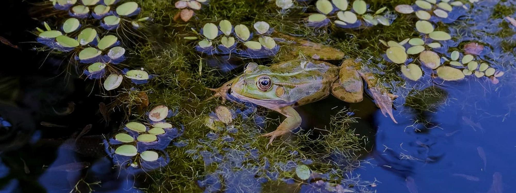 Grenouille au milieu de plantes aquatiques