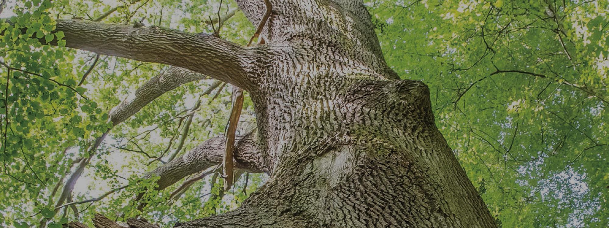 Arbre, Guide d’aide au suivi des mesures d’évitement, de réduction et de compensation des impacts d’un projet sur les milieux naturels, Mission Économie de la biodiversité Arbre, Guide d’aide au suivi des mesures d’évitement, de réduction et de compensation des impacts d’un projet sur les milieux naturels, Mission Économie de la biodiversité