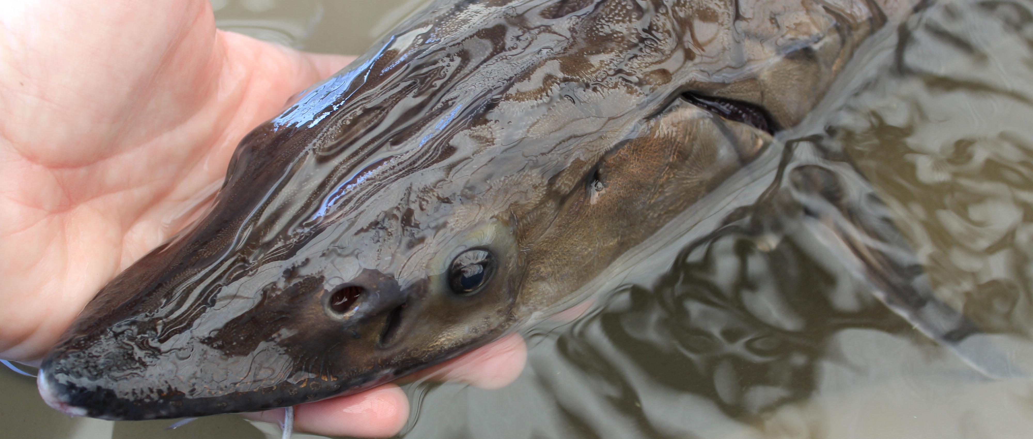 esturgeon européen poisson amphihalin esturgeon européen poisson amphihalin