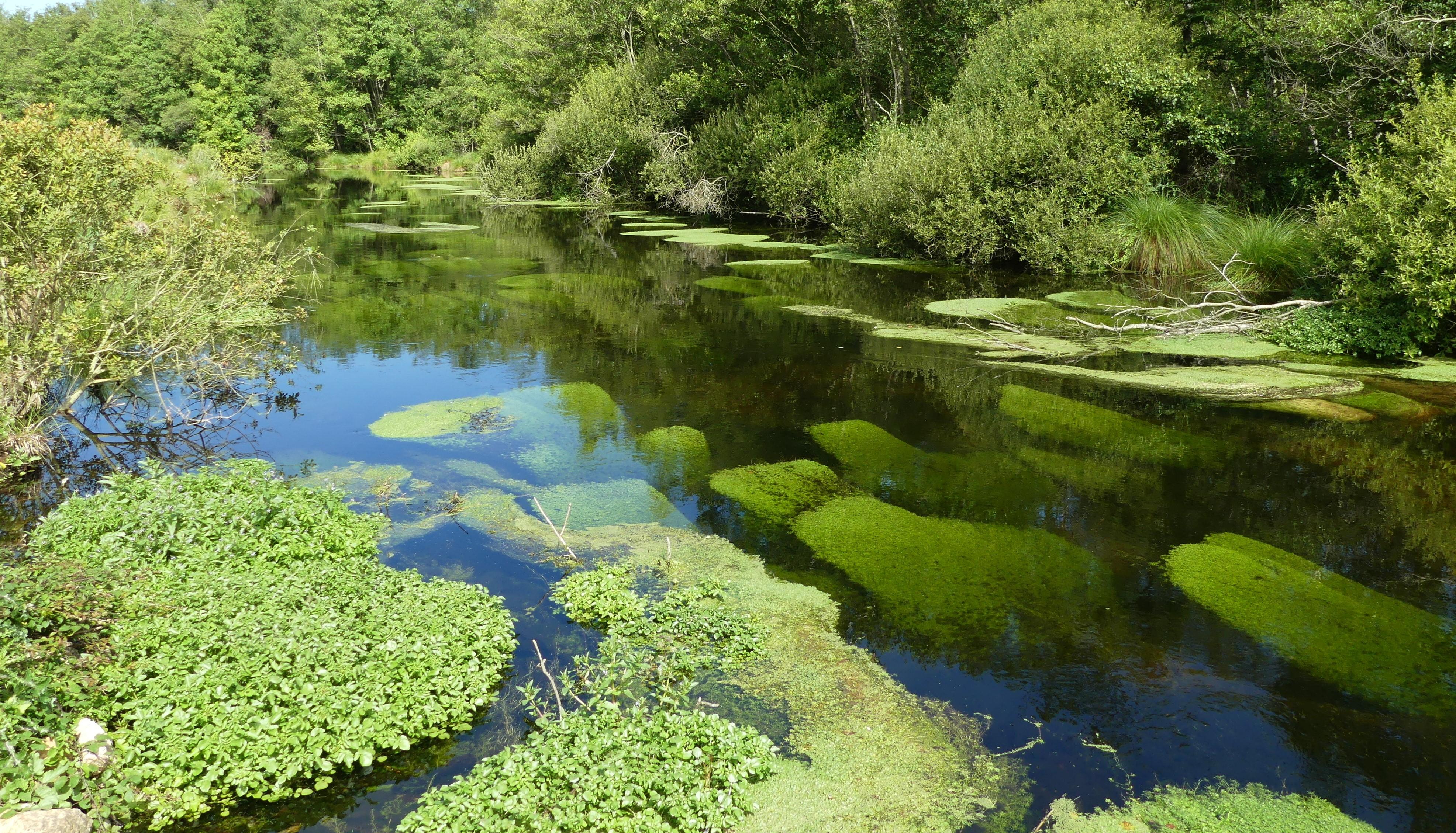 Ecrin de verdure