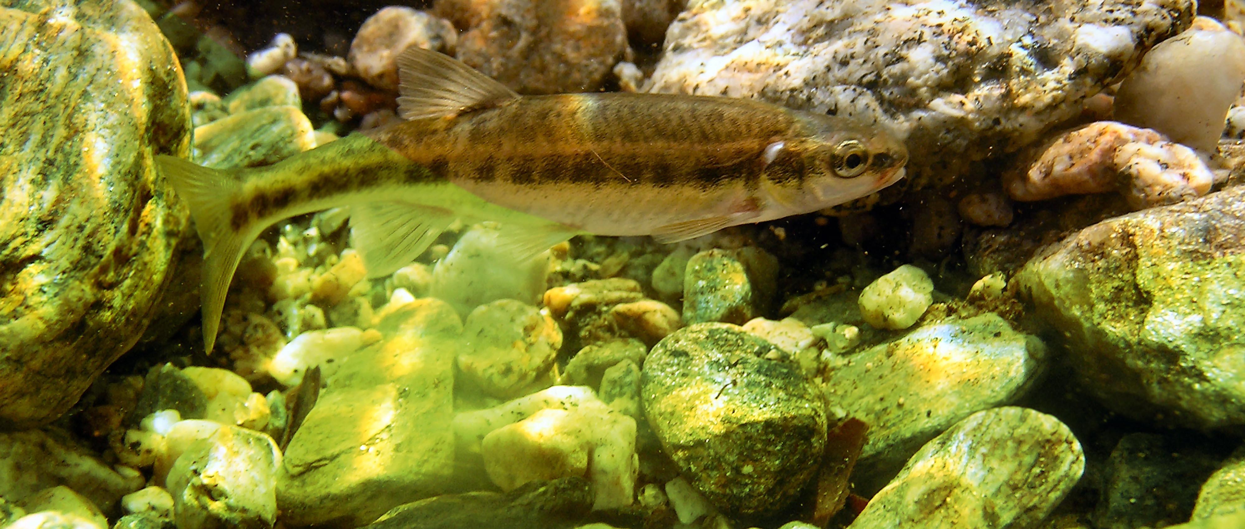 Vairon phoxinus phoxinus Vairon phoxinus phoxinus