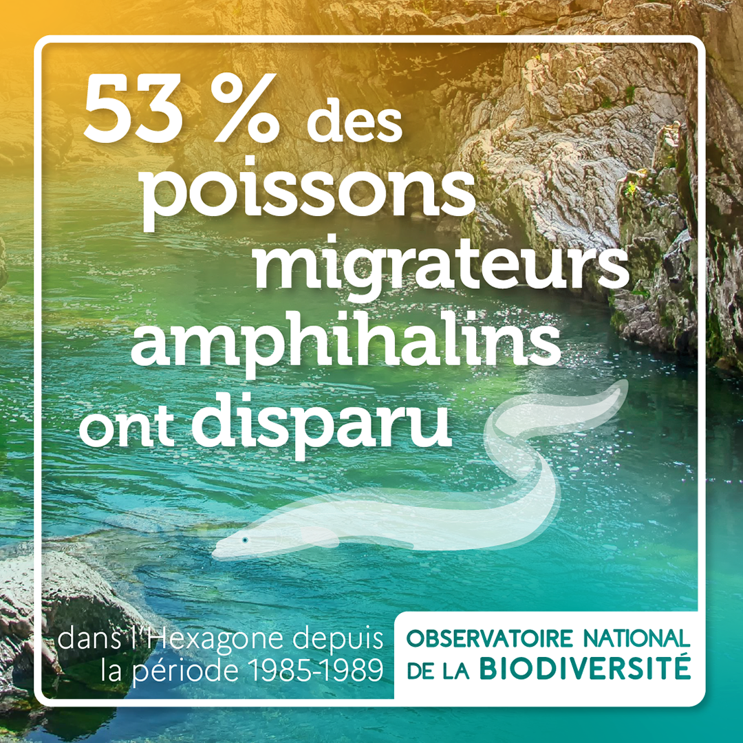 Indicateur ONB migrateurs