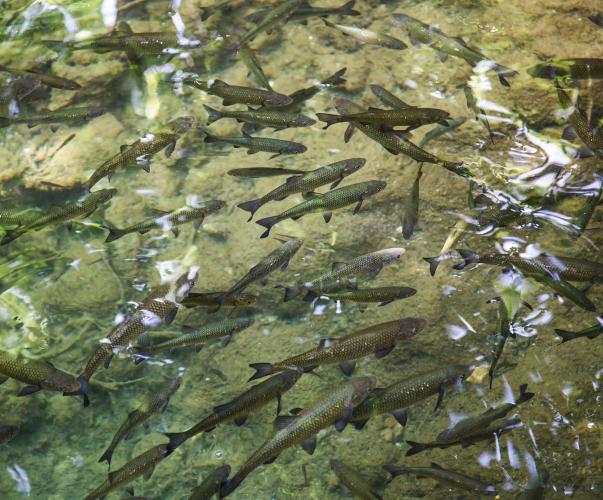 Poissons d'eau douce