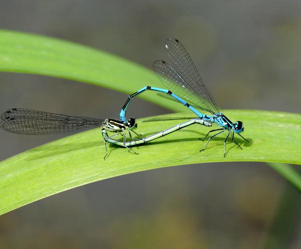 Copulation de libellules Coenagrion puella Copulation de libellules Coenagrion puella