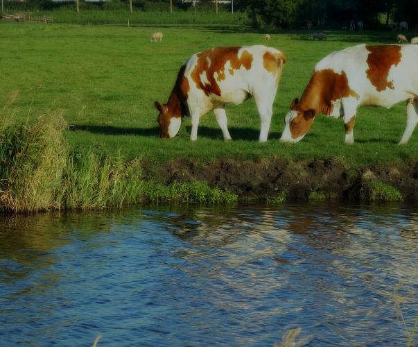 Vaches broutant près d'un cours d'eau Vaches broutant près d'un cours d'eau