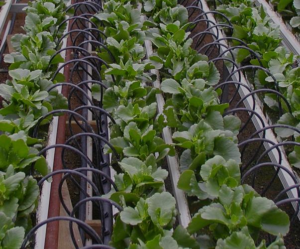 Irrigation par tuyaux de goutte-à-goutte