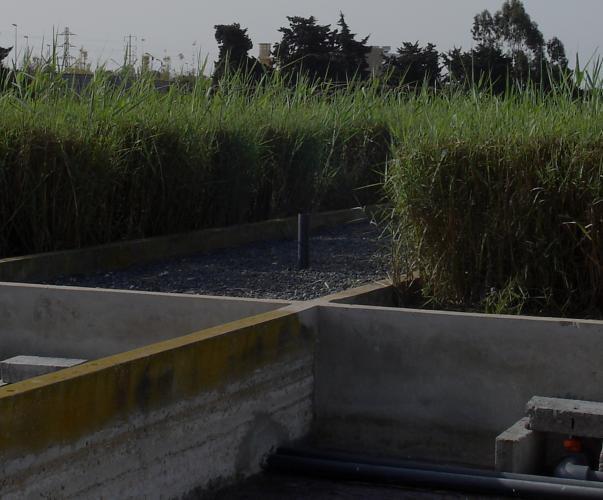 Filtre planté de roseaux, Maroc