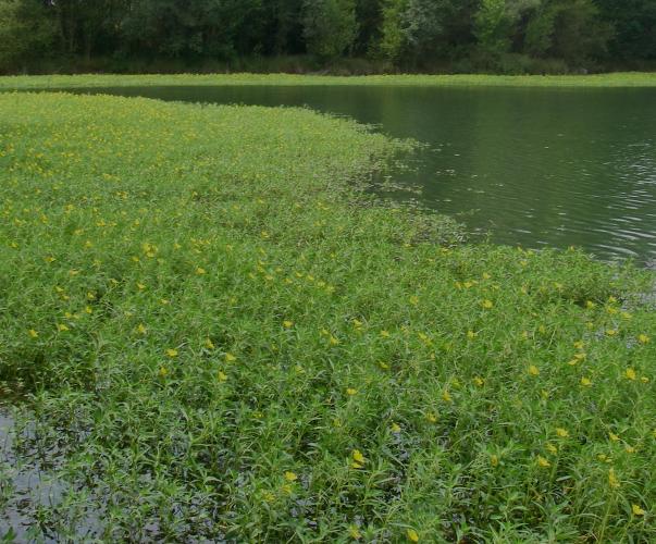 Jussie, espèce exotique envahissante Jussie, espèce exotique envahissante