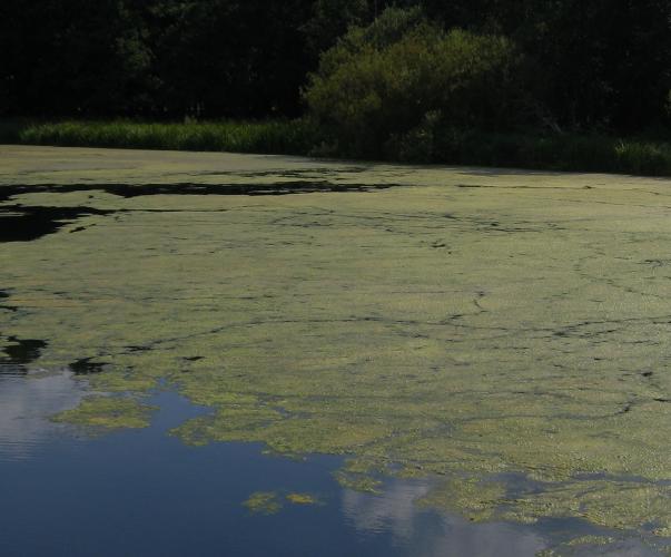 Eutrophisation d'un lac  par des algues, Allemagne Eutrophisation d'un lac  par des algues, Allemagne